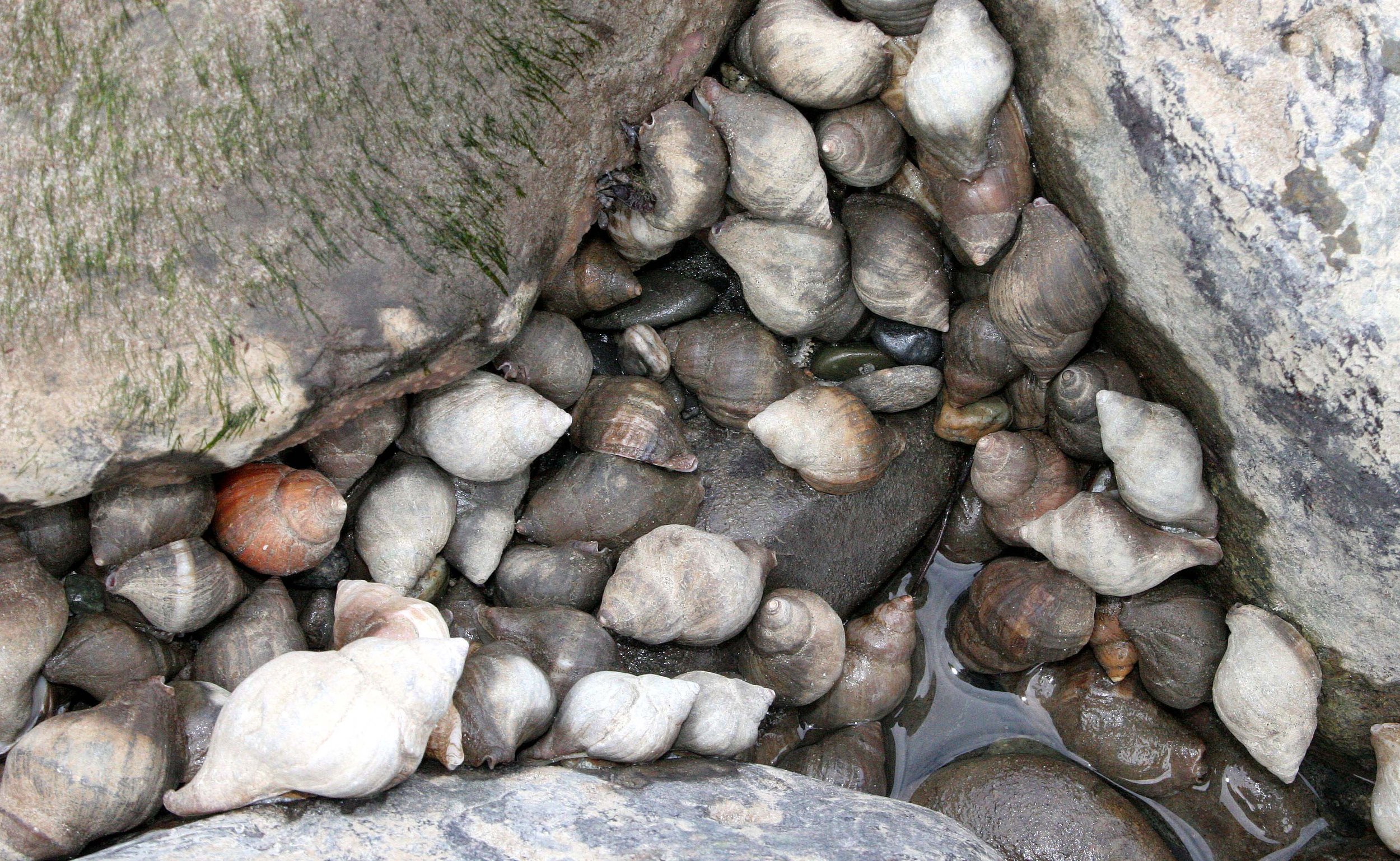 INVERTS - INTERTIDAL - MOLLUSCA - WHELK SPECIES VARIOUS - LAKE FARM TIDAL POOLS.JPG