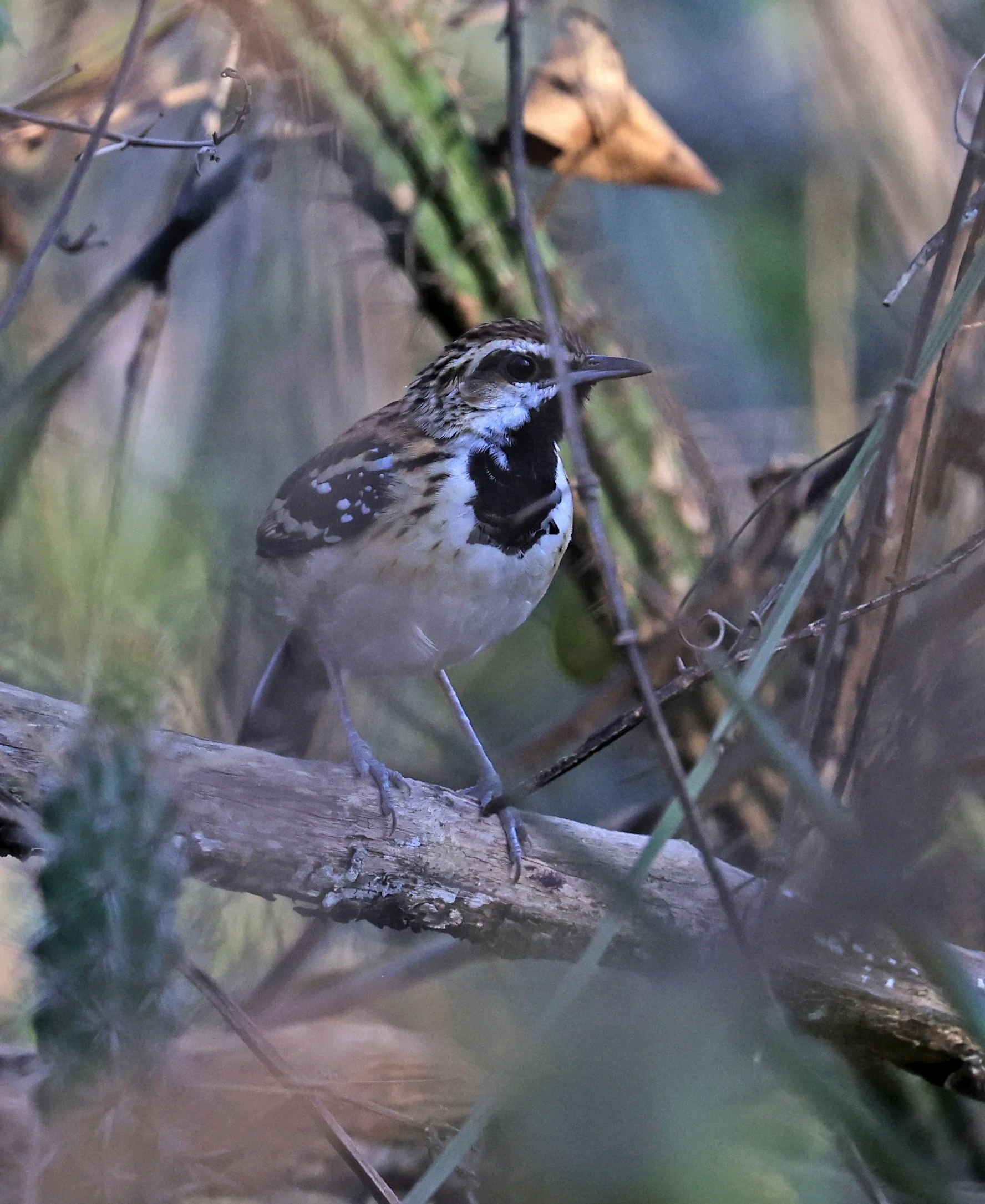 Stripe-backed Antbird (Myrmorchilus strigilatus) Agua Dulce Paraguay (5).jpg