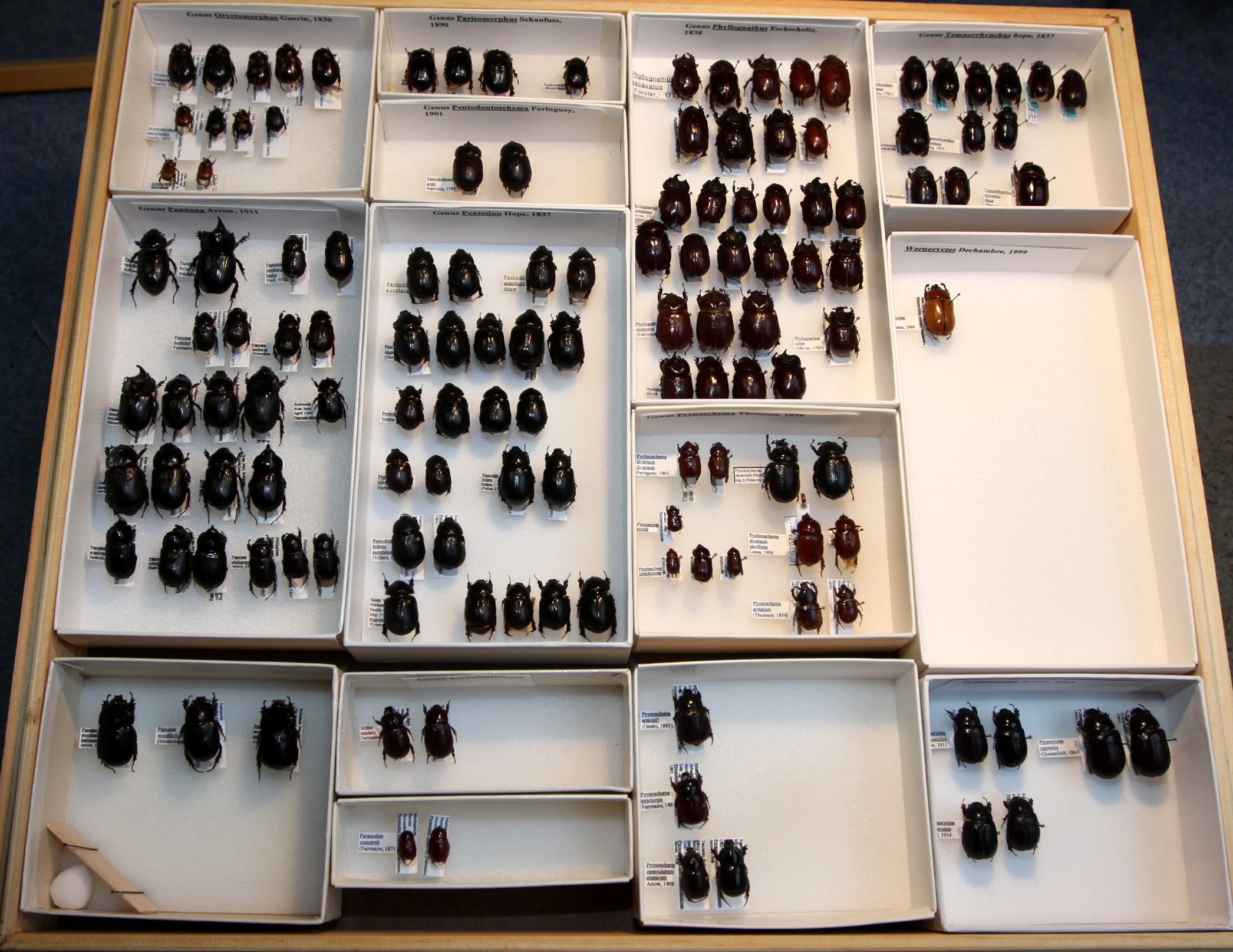 Dynastinae  Pentodoni many species.JPG