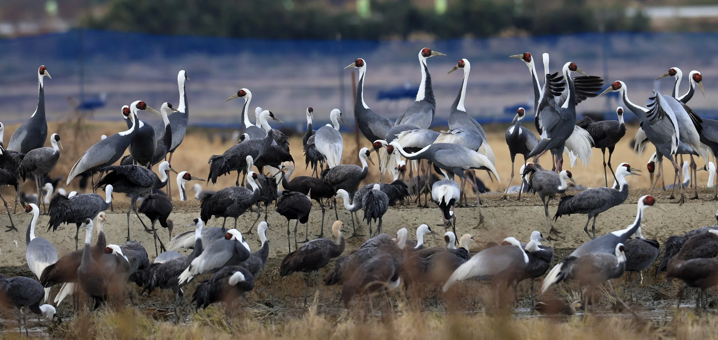 White-naped Crane (Antigone vipio) Izumi Crane Park & Center, Izumi Kagoshima Kyushu Japan (472).jpg
