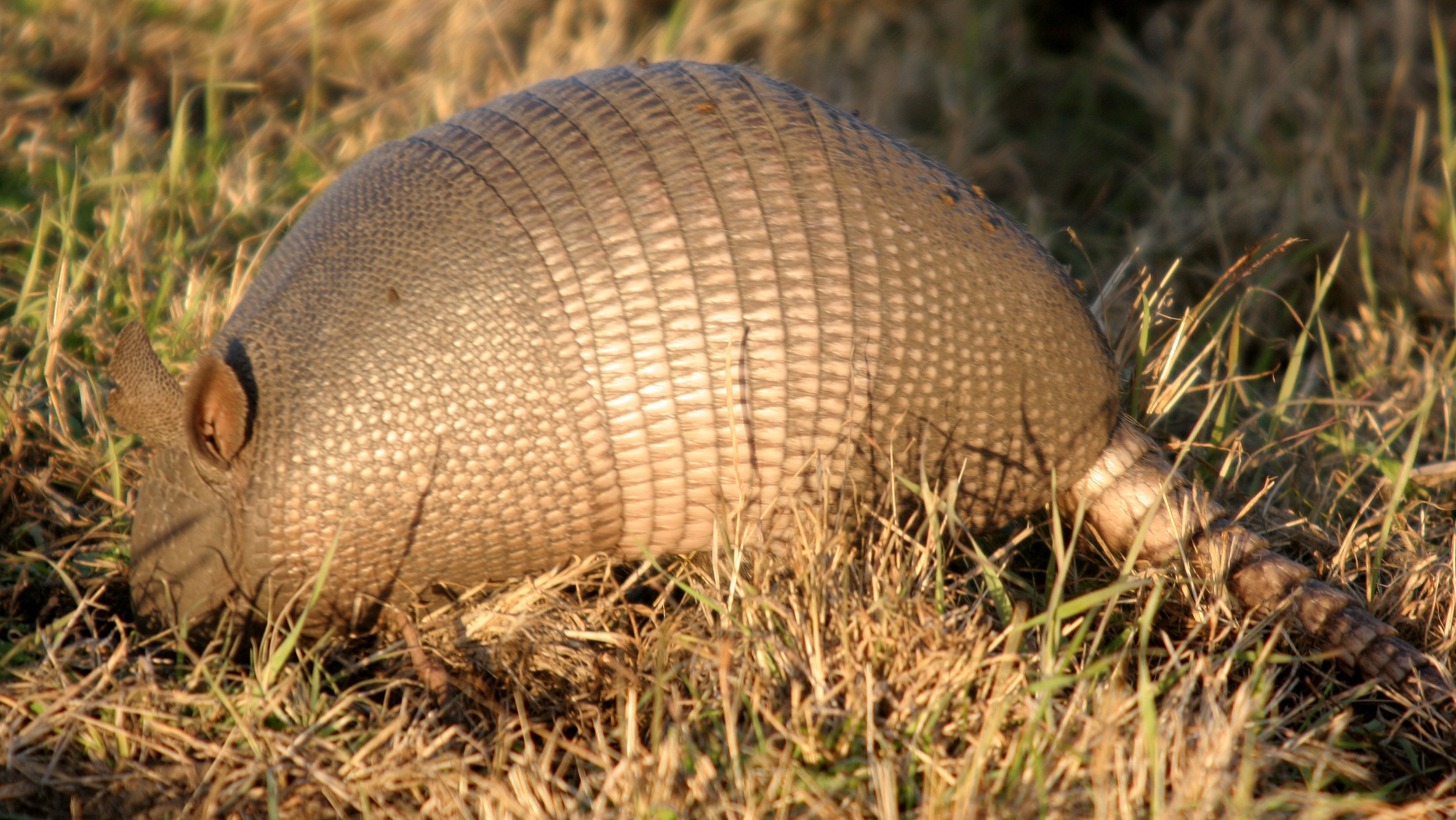 Order Cingulata Armadillos — Coke Smith Wildlife