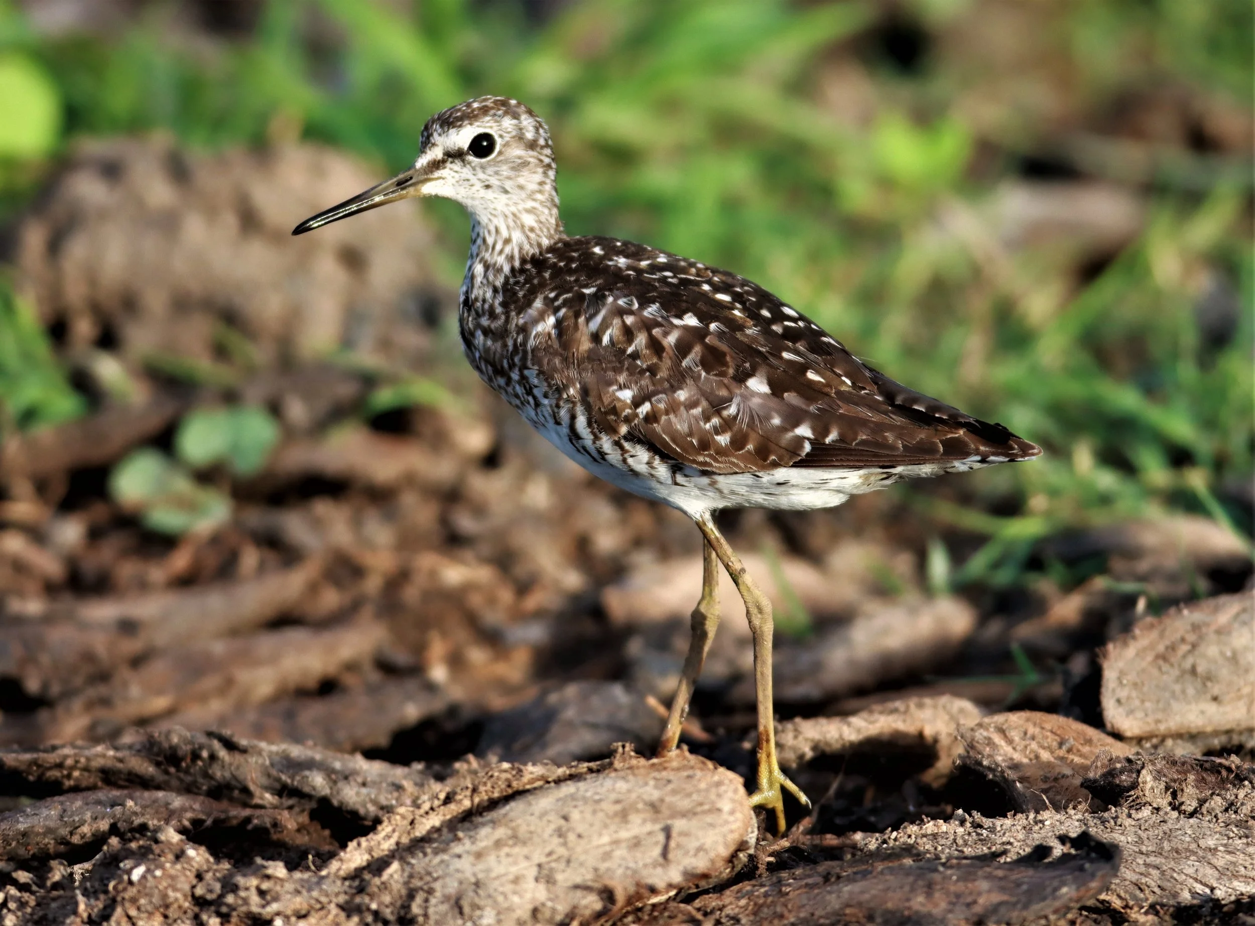 SANDPIPER - WOOD SANDPIPER - Tringa glareola - BANG KHAEM NAKHON PATHOM (6).jpg