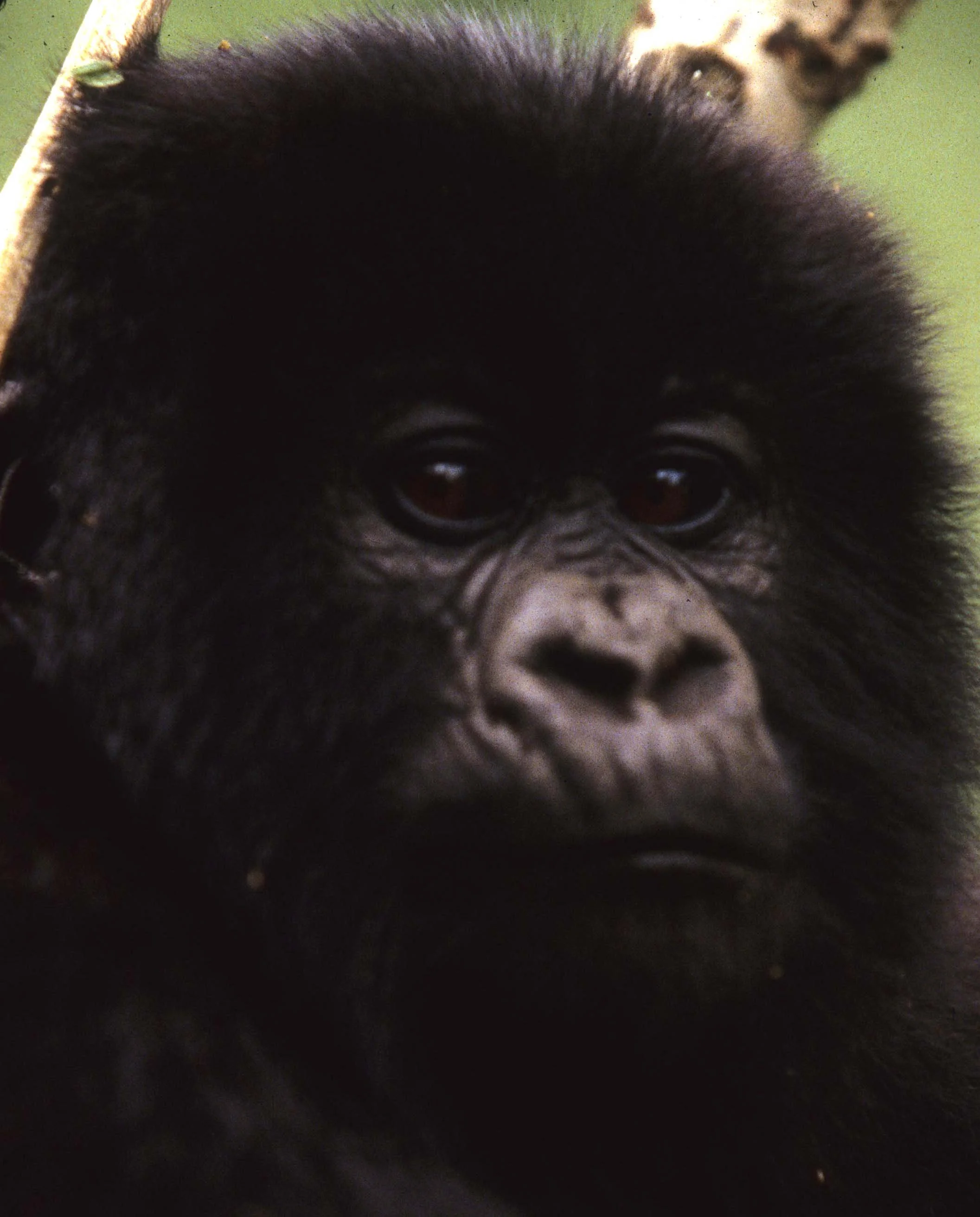 PRIMATE - GORILLA-RWANDA PARC DU VULCANS (82).jpg
