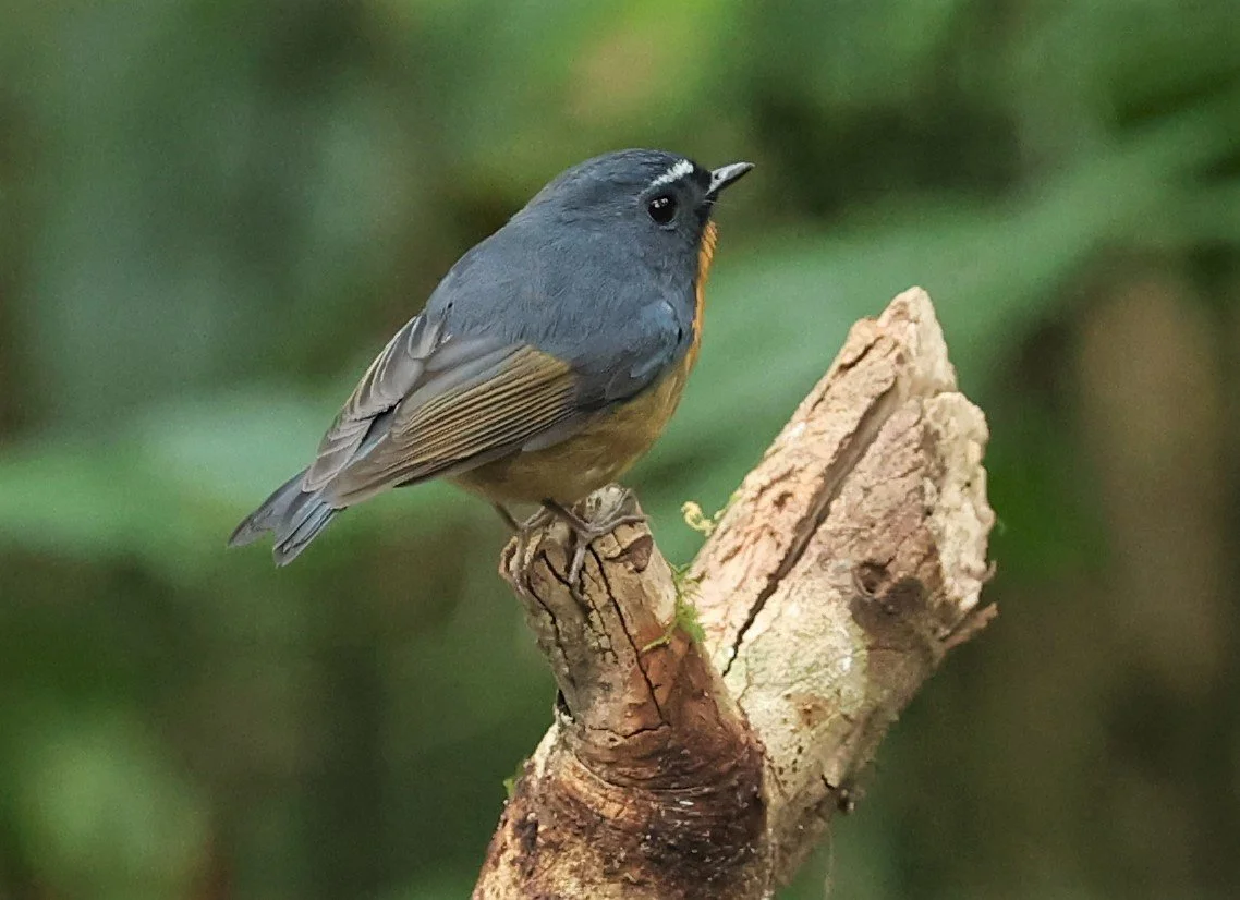 FLYCATCHER - SNOWY-BROWED FLYCATCHER - Ficedula hyperythra - DOI PHA HOM POK NP DOI LANG EAST FEB 2022 (39).jpg