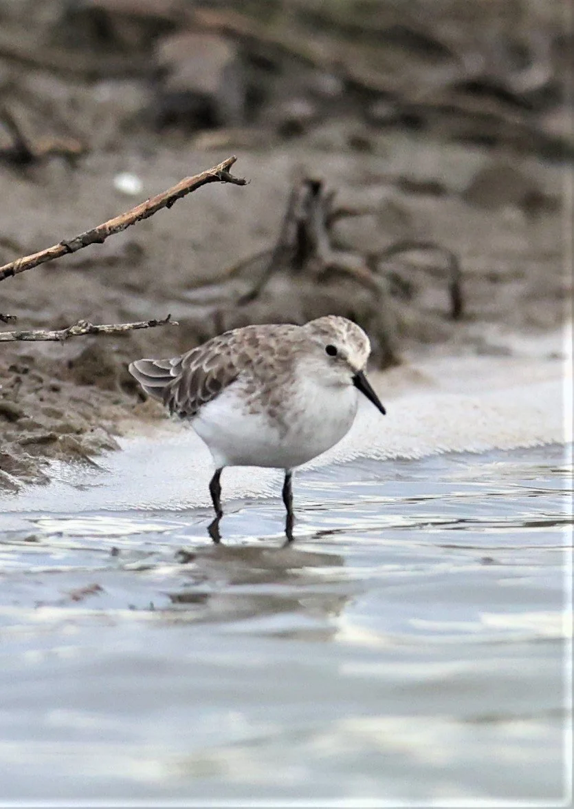 STINT - RED-NECKED STINT - Calidris ruficolis - BANG PAKONG SALT PANS CHACHOENGSAO WEST OF RIVER (1).jpg