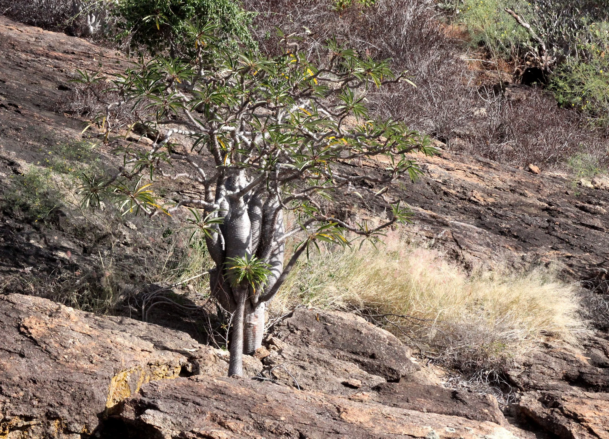 PLANT - PACHYPODIUM LAMEREI - ANDOHAHELA NATIONAL PARK MADAGASCAR - XEROPHYTIC PLANT COMMUNITY (10).JPG