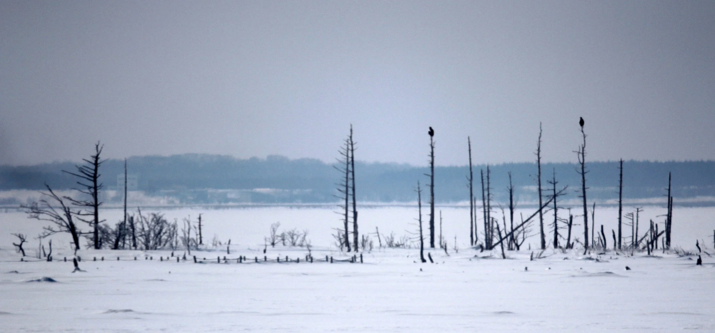 NOTSUKE PENINSULA, HOKKAIDO JAPAN - DEAD SAKHALIN FIR STAND.JPG