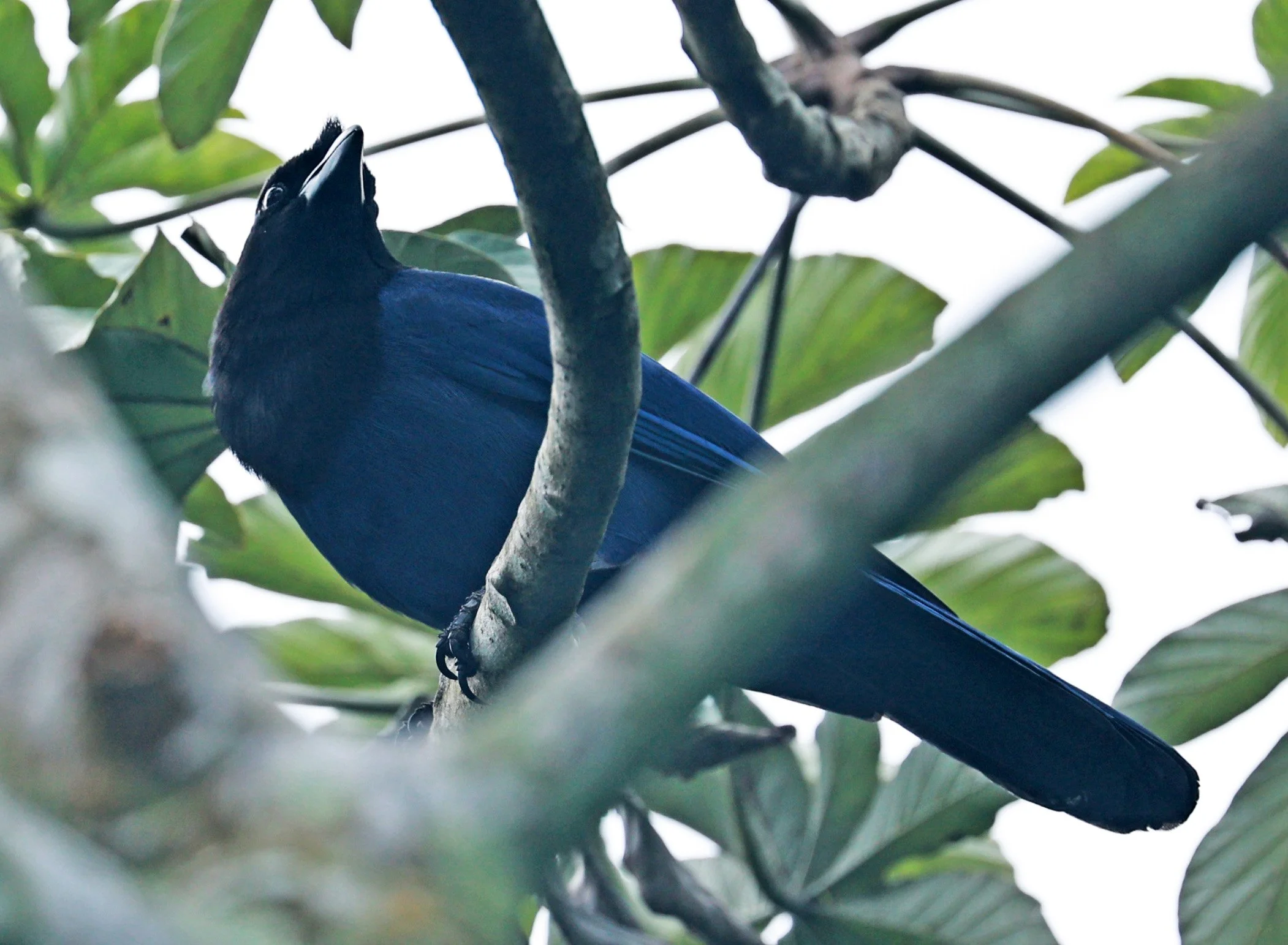 Azure Jay (Cyanocorax caeruleus) Superagui National Park, Brazil (40).jpg