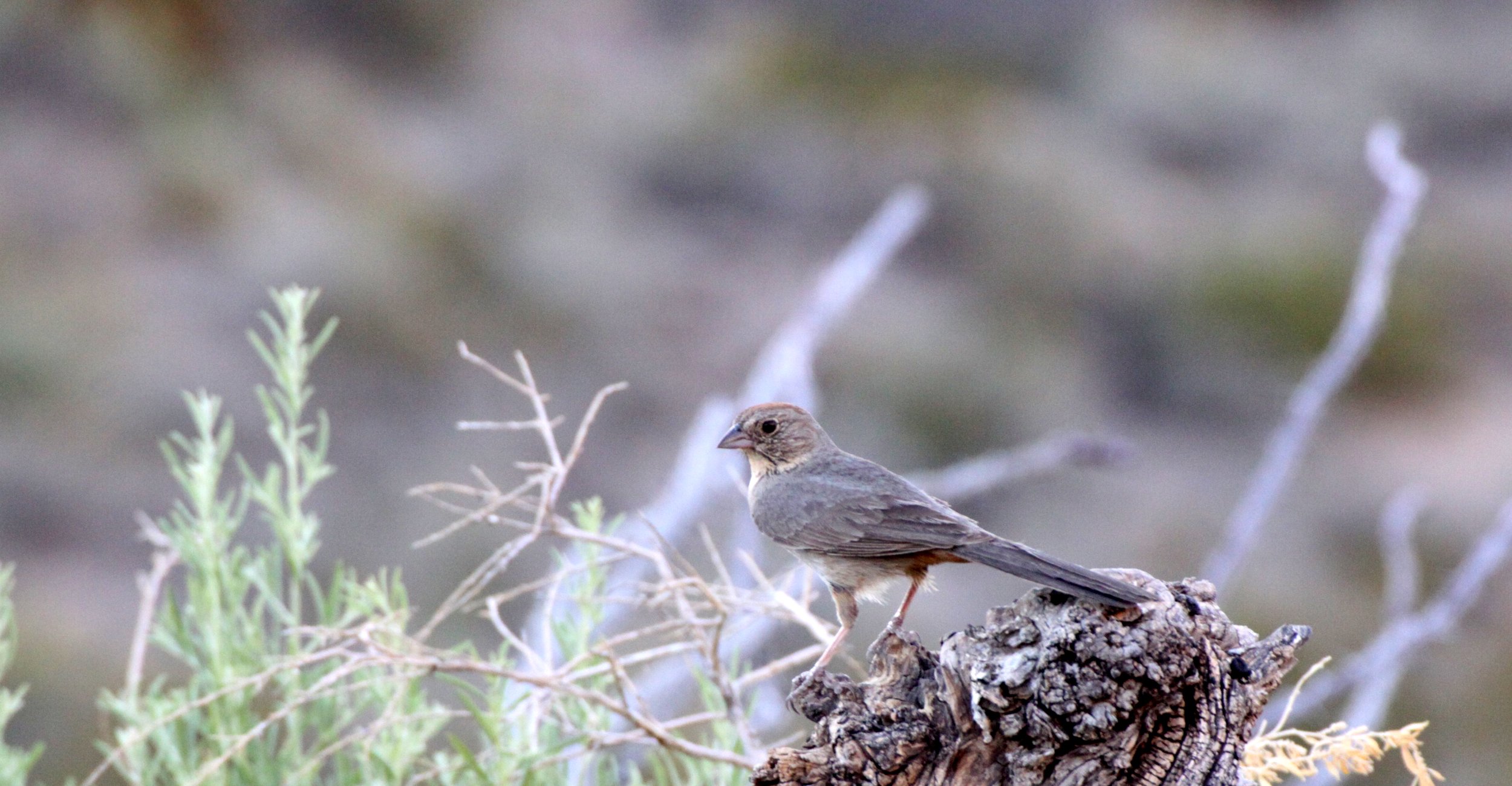 BIRD - TOWHEE - CANYON TOWHEE - FRANKLIN MOUNTAINS STATE PARK - TOM MAYS UNIT - TEXAS (2).JPG