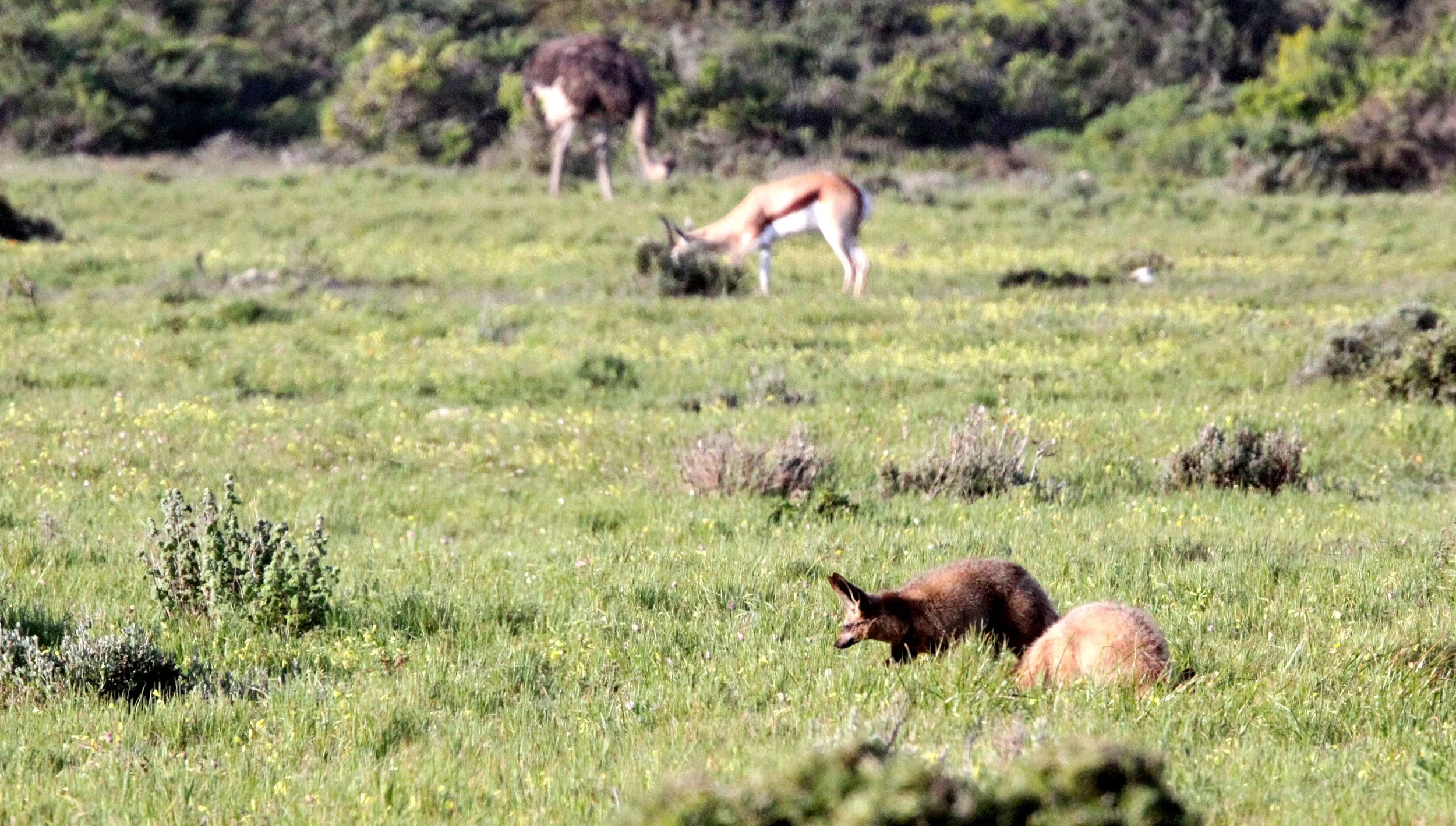 FOX - Otocyon megalotis megalotis - SOUTH AFRICAN BAT-EARED FOX - WEST COAST NATIONAL PARK SOUTH AFRICA (11).JPG