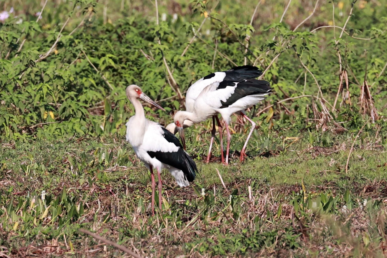 Stork - Maguari Stork - Ciconia maguari - Pantanal - Mato Grosso, Transpantaneira M-060 (13).JPG