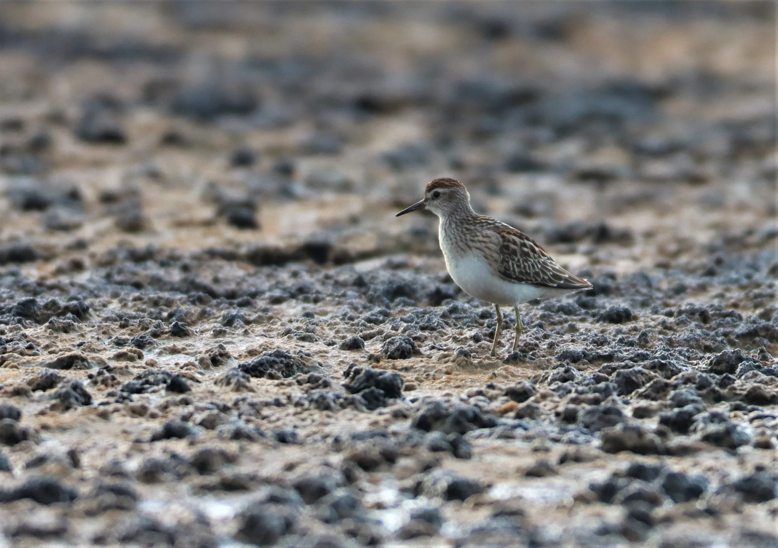STINT - Long-toed Stint - Calidris subminuta - Salt pans west of Bang Pakong River (6).jpg