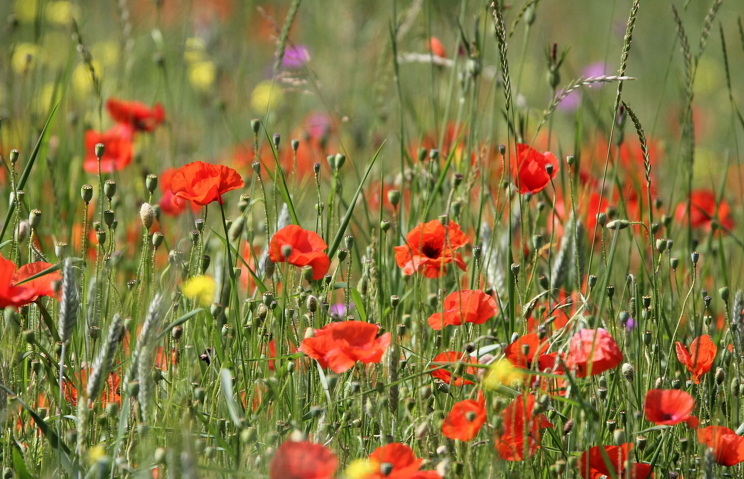 VERCORS NATIONAL PARK FRANCE (57).JPG