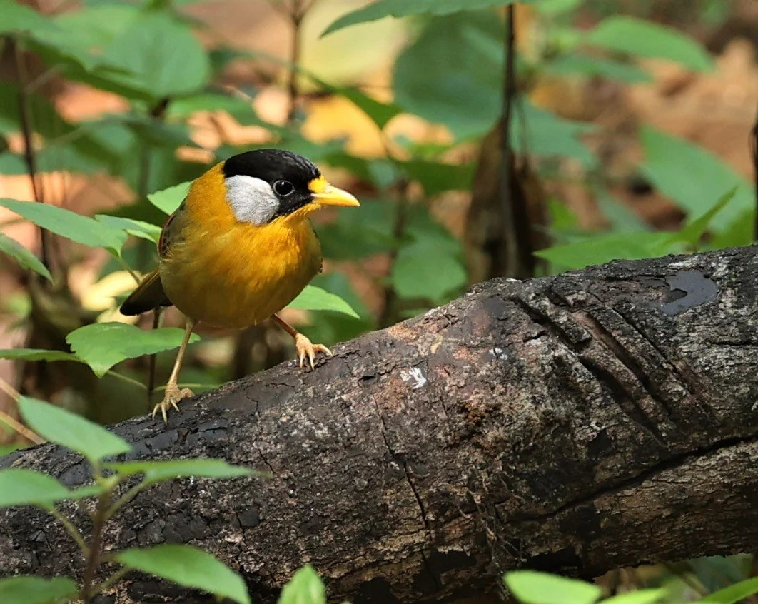 MESIA - SILVER-EARED MESIA - Leiothrix argentauris - DOI ANG KHANG CHIANG MAI FEB 2022 (32).jpg