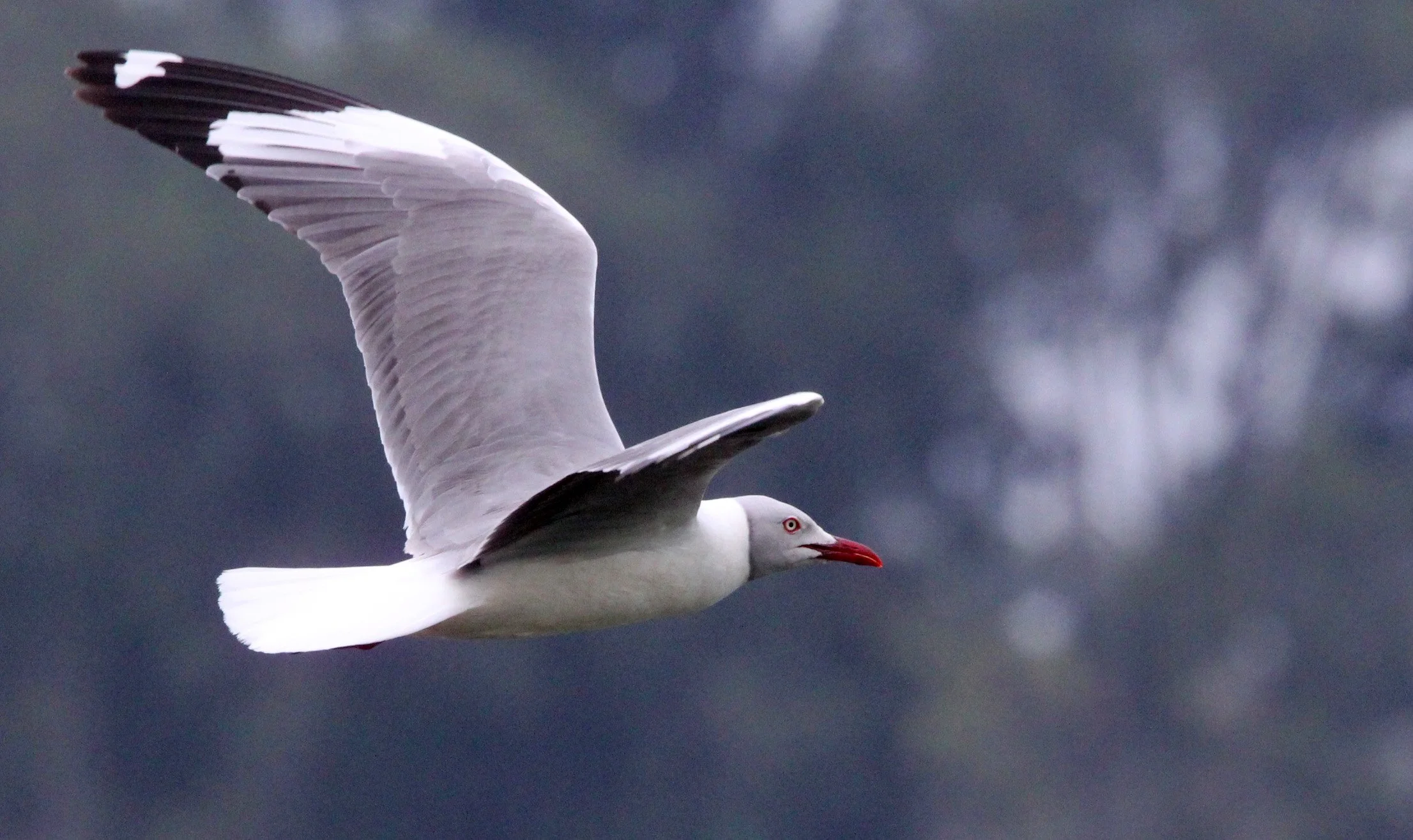 BIRD - GULL - GREY-HEADED GULL - LAKE AWASSA ETHIOPIA (11).JPG