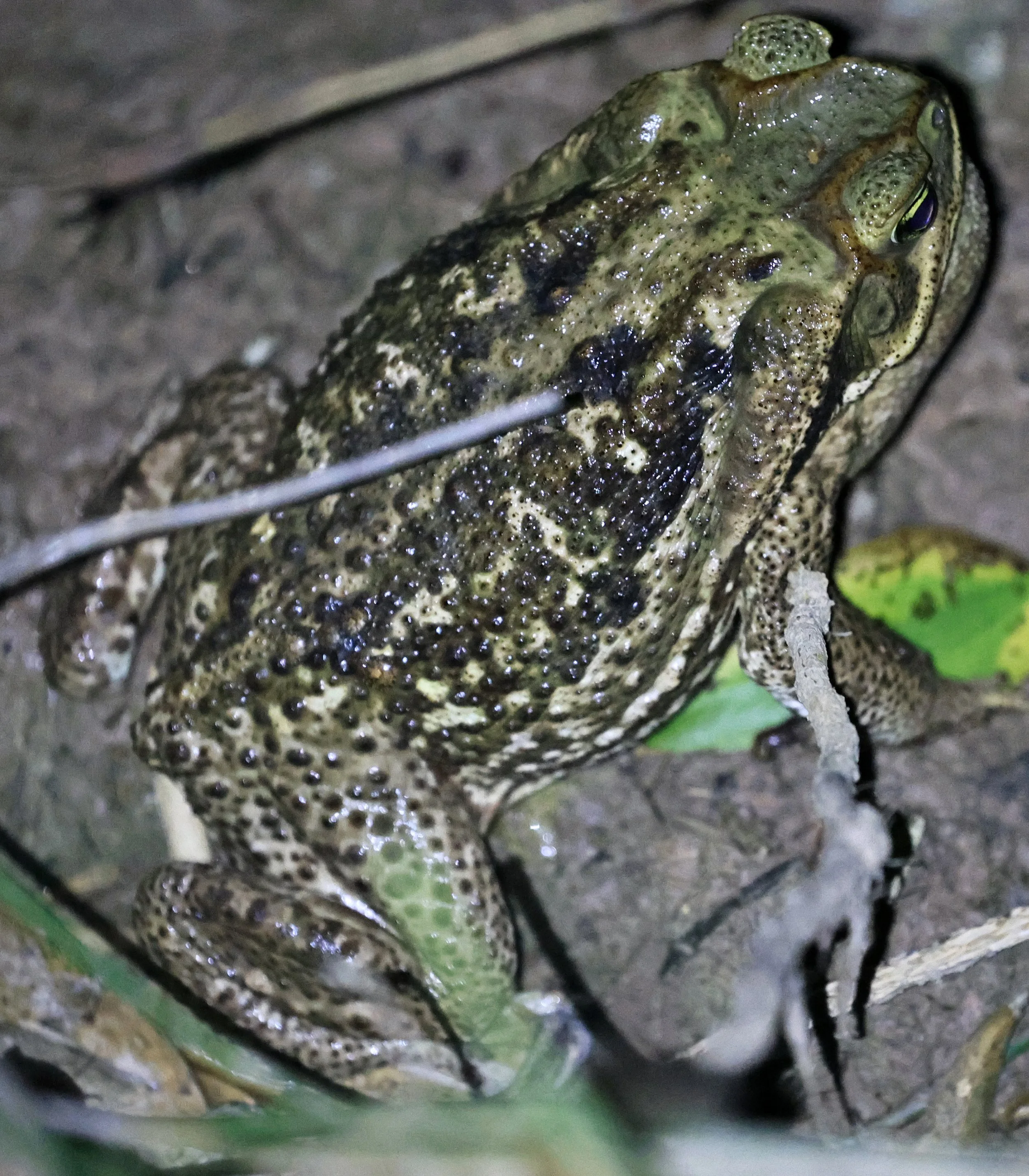 Cururu or Cope's Toad (Rhinella diptycha) Chaco Lodge & Laguna Salada Paraguay
