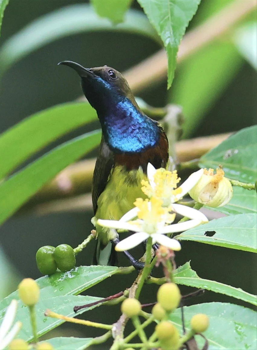 SUNBIRD - OLIVE-BACKED SUNBIRD - Nectarinia jugularis - KAENG KRACHAN NATIONAL PARK 16 OCT 2021 (27).jpg