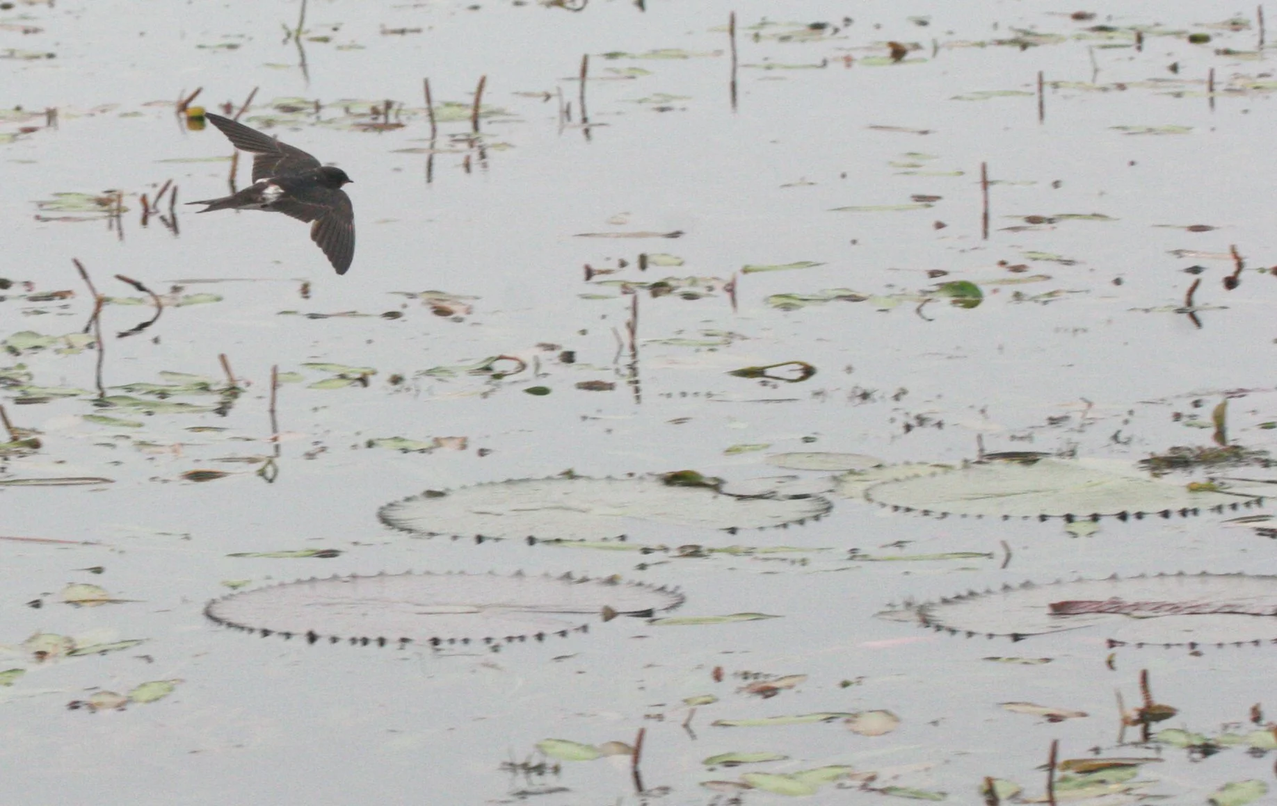 Barn Swallow (Hirundo rustica) Bueng Boraphet Thailand (3).JPG