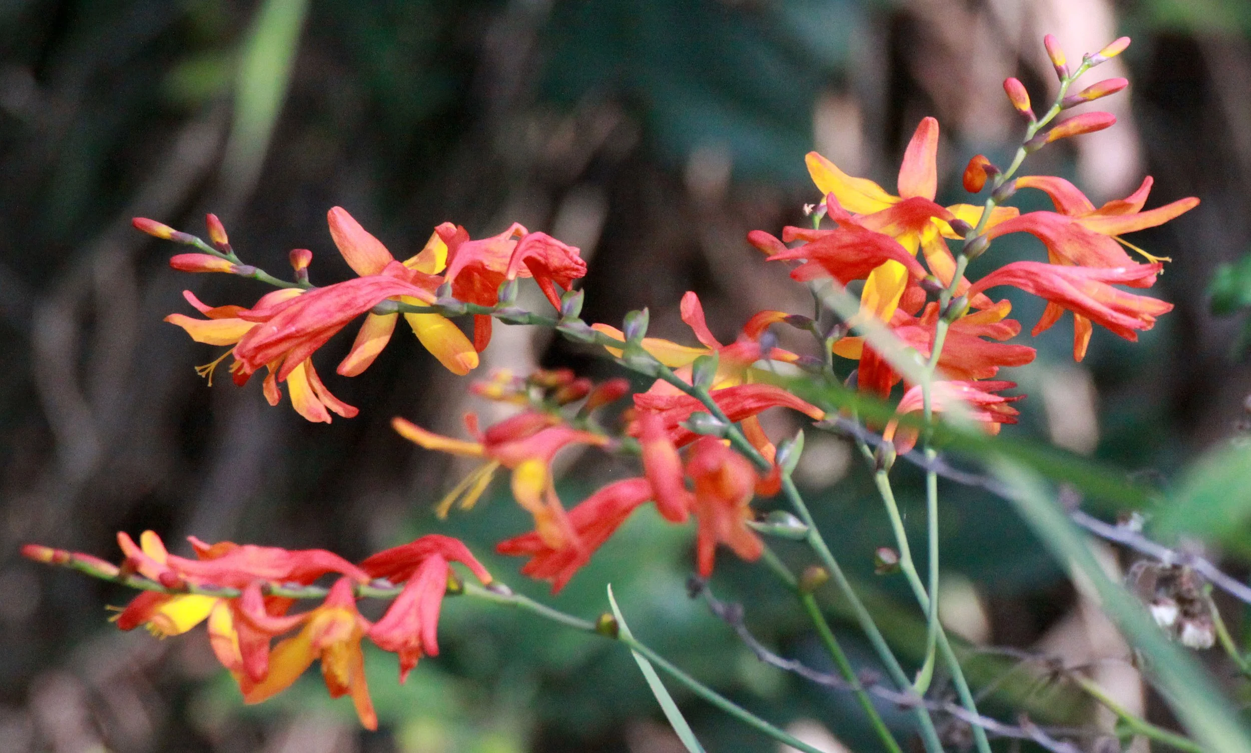 NYUNGWE NATIONAL PARK  RWANDA (1).JPG
