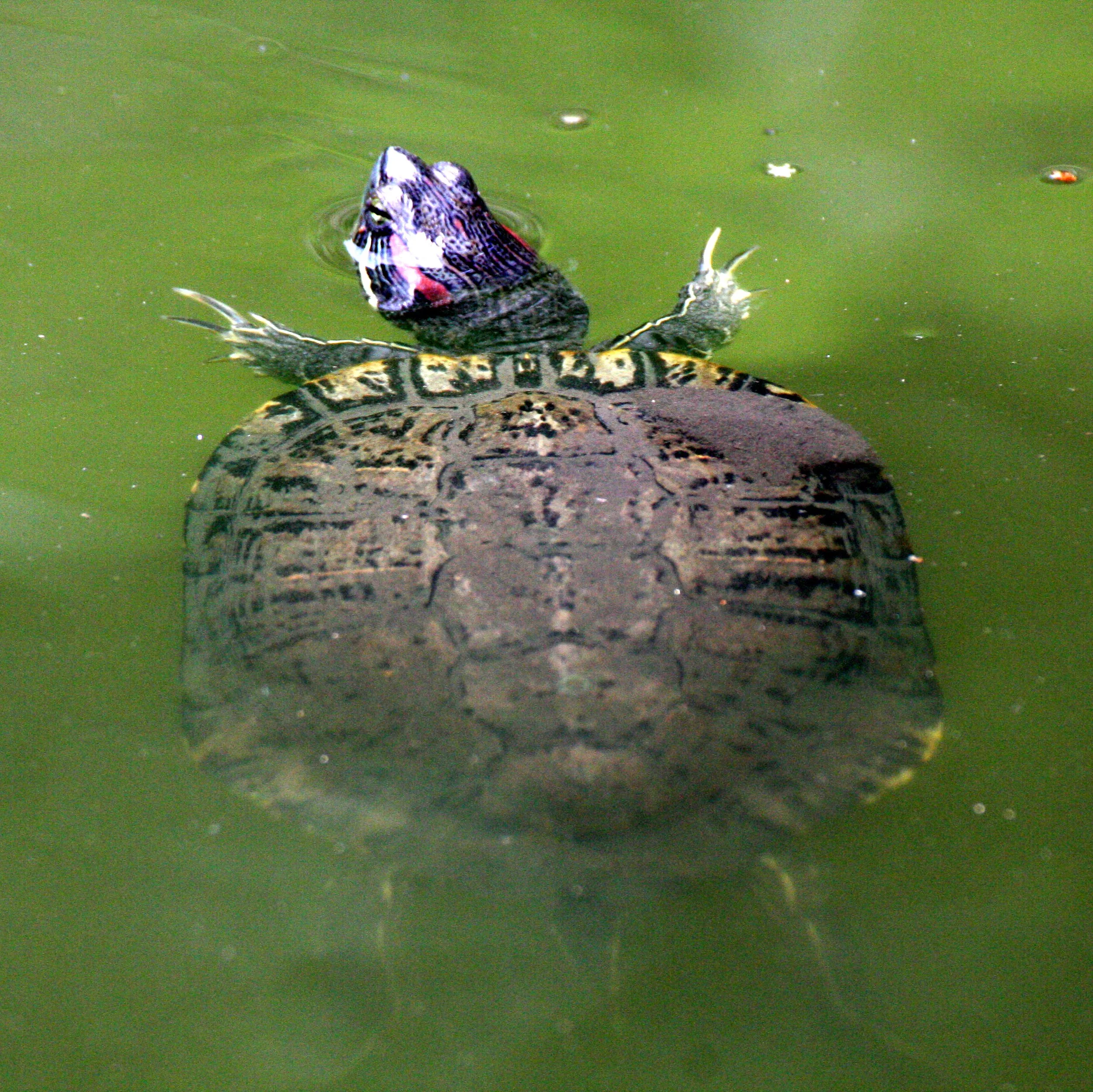 REPTILE - TURTLE - SPECIES A - TAIWAN - SUBTROPICAL FOREST (11).JPG