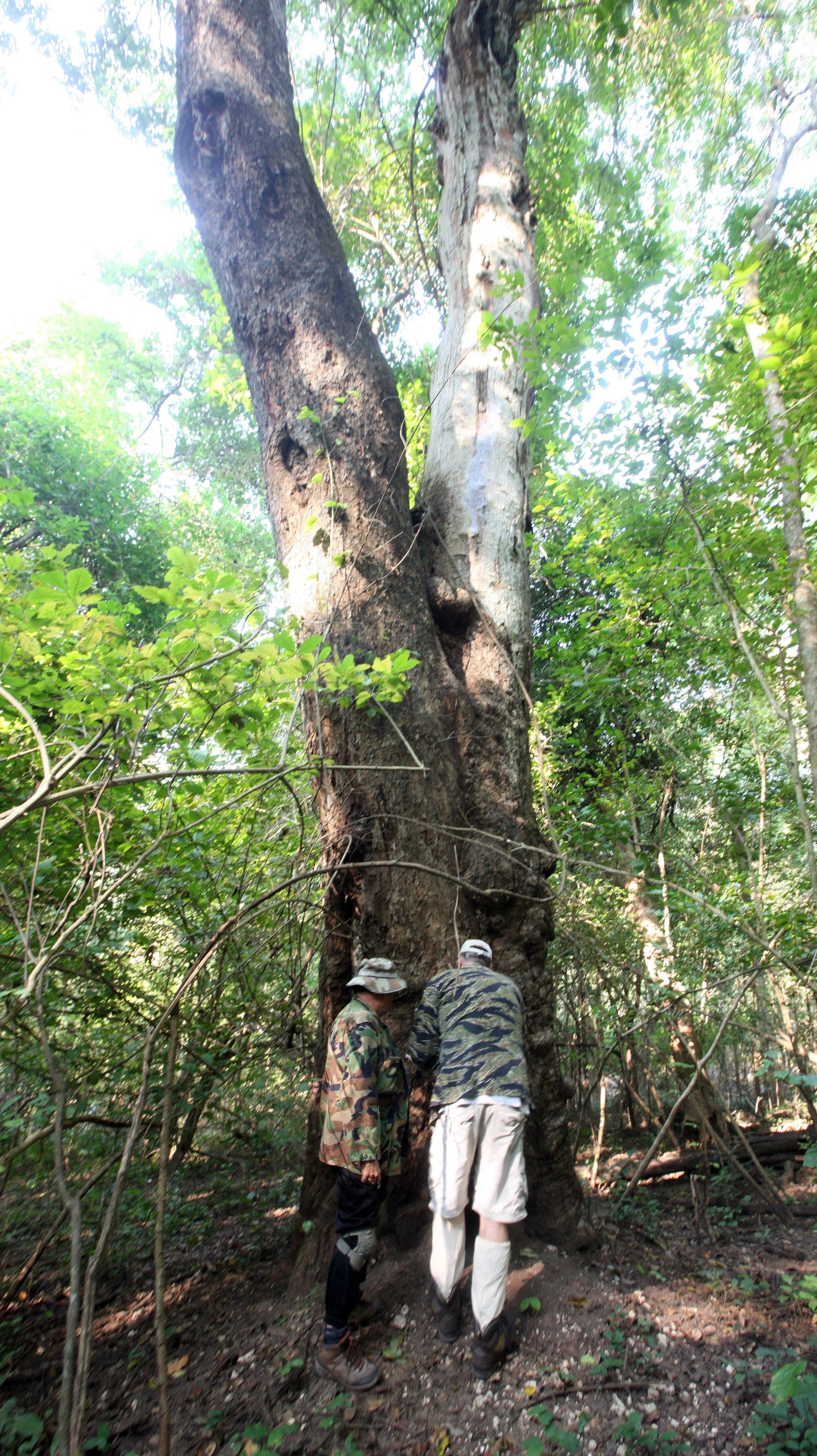HUAI KHA KHAENG NATURE RESERVE - HEADQUARTERS - THAILAND (77).JPG