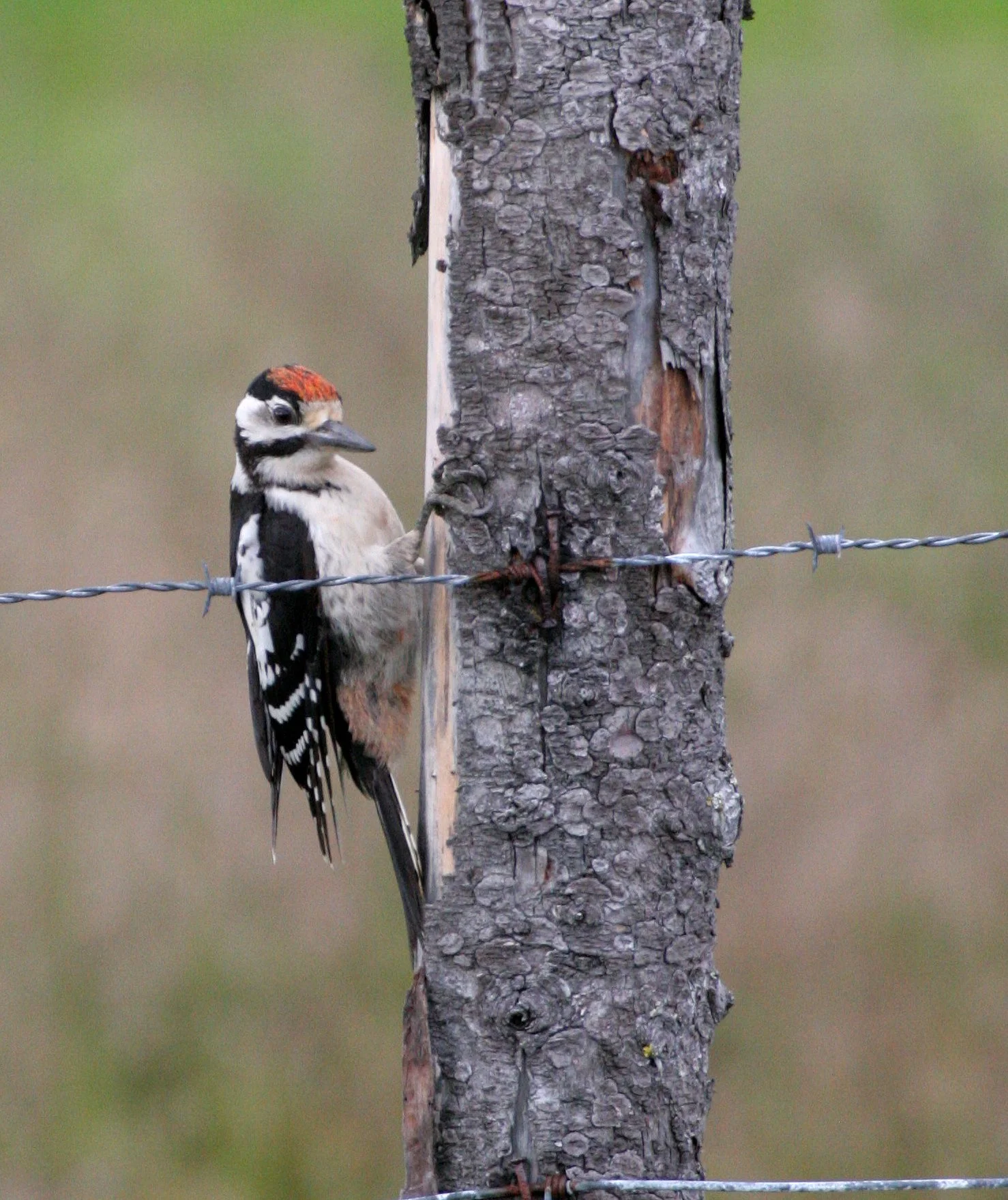 BIRD - WOODPECKER - GREAT SPOTTED - HORNOYA NORWAY (5).jpg