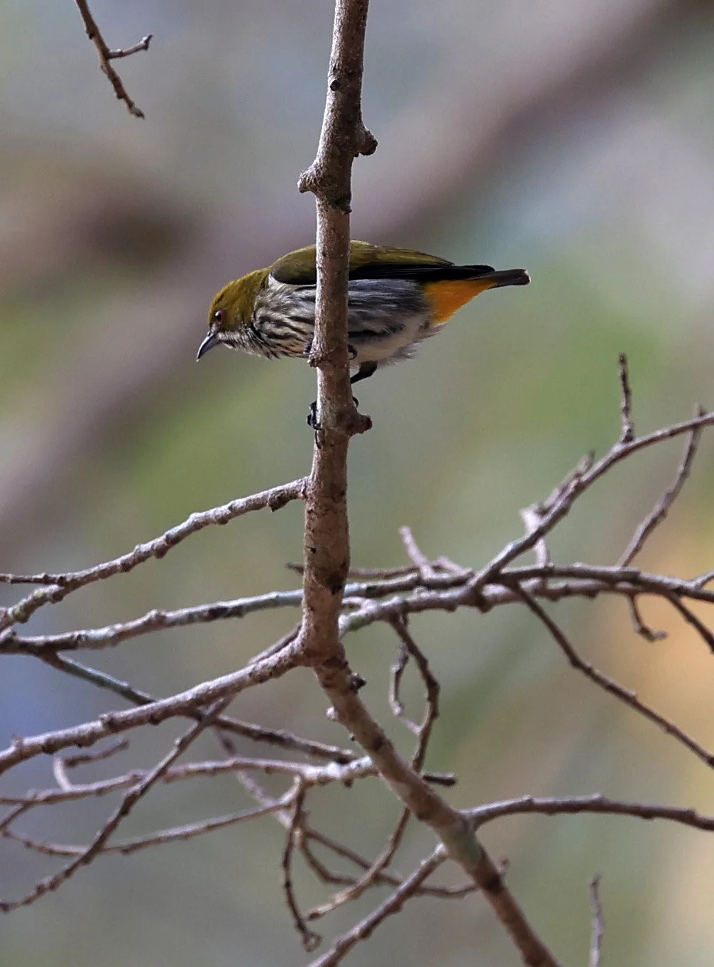 Yellow-vented Flowerpecker (Dicaeum chrysorrheum) Kaeng Krachan National Park ESS Expedition 2026 (10).jpg