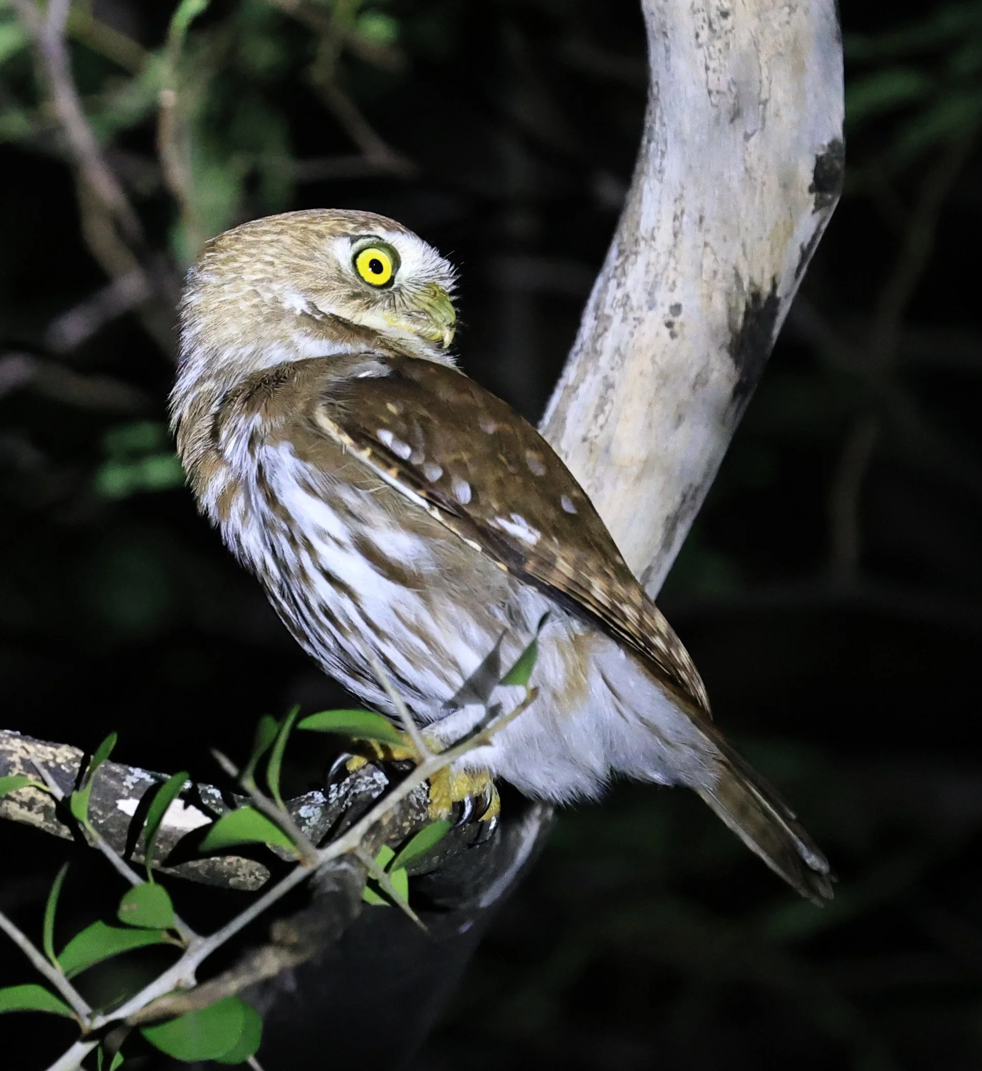 Ferruginous Pygmy-Owl (Glaucidium brasilianum) Reserva Nueland  Selva Serena (60).jpg