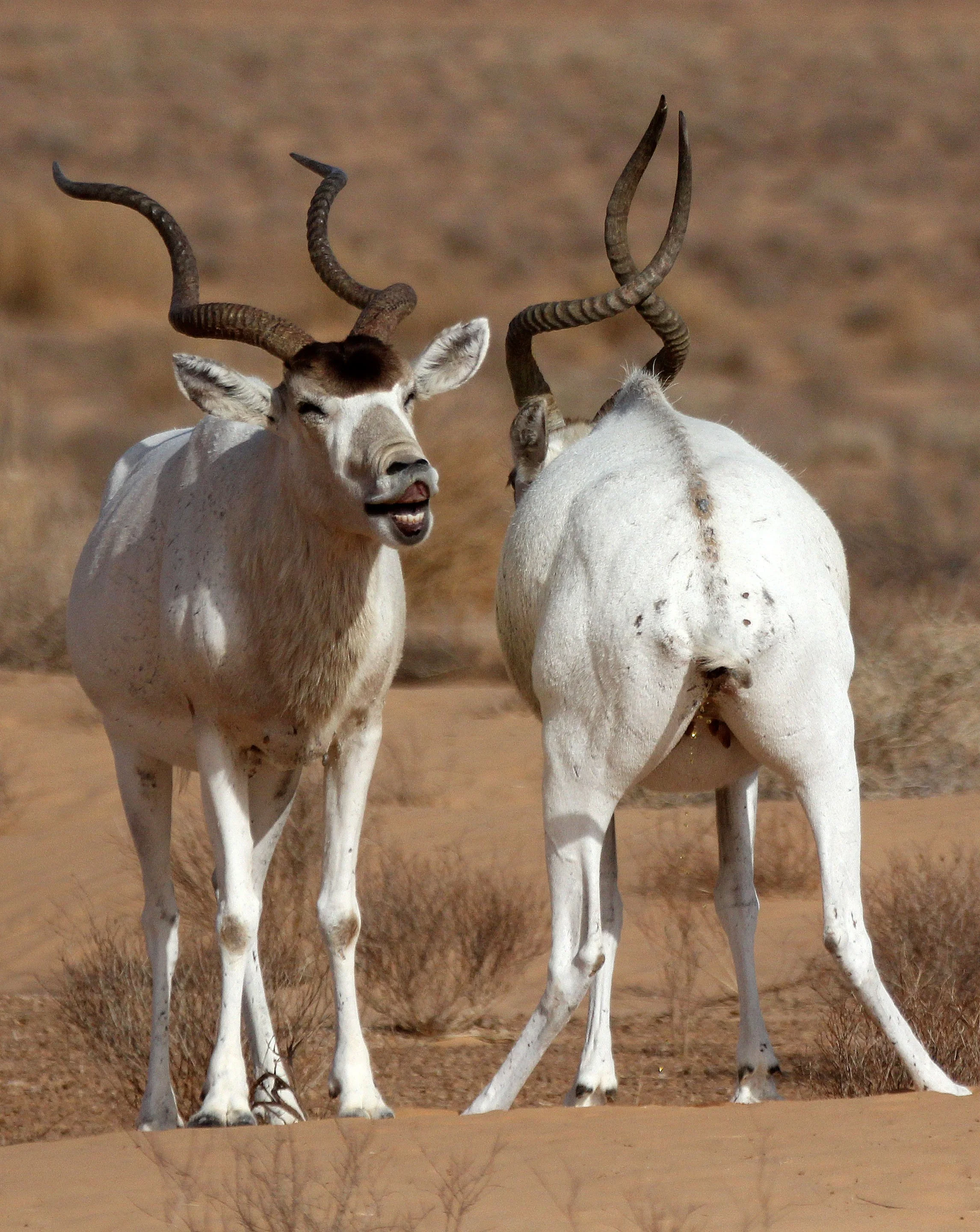 ADDAX - Addax nasomaculatus - JEBIL NATIONAL PARK TUNISIA (154).JPG