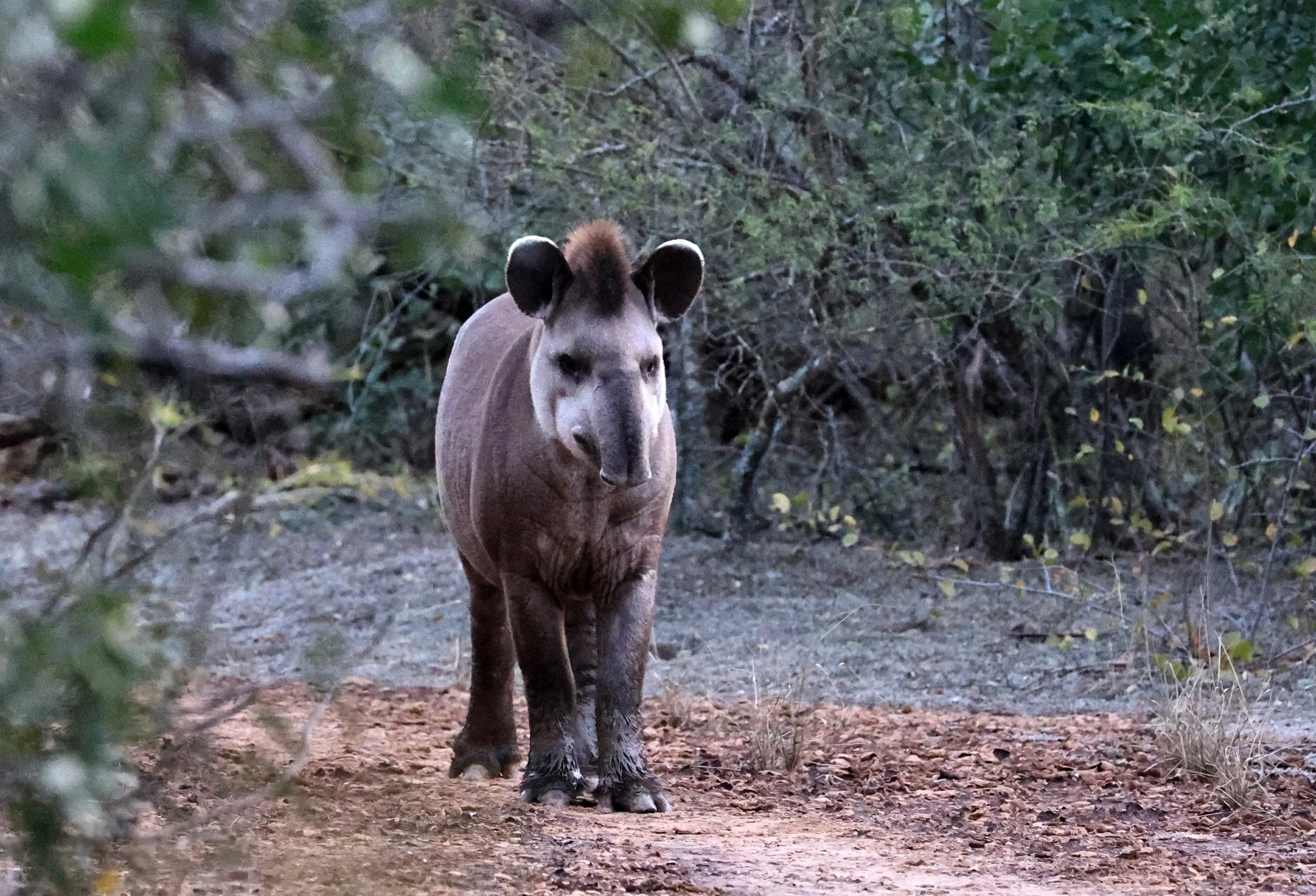 South American Tapir (Tapirus terrestris) Parque Nacional Teniente Agripino Enciso (1).jpg