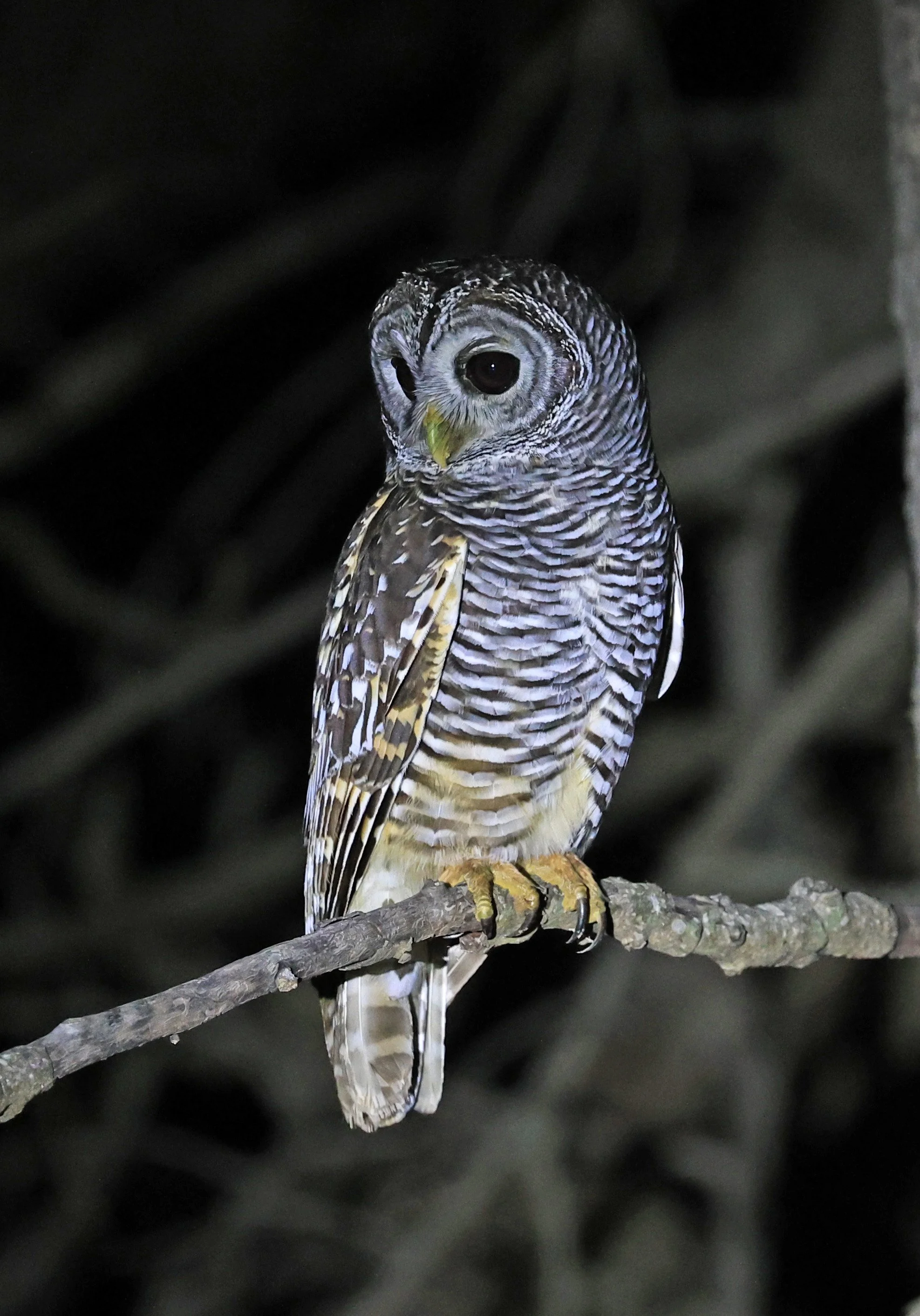 Chaco Owl (Strix chacoensis) Reserva Nueland  Selva Serena (9).jpg