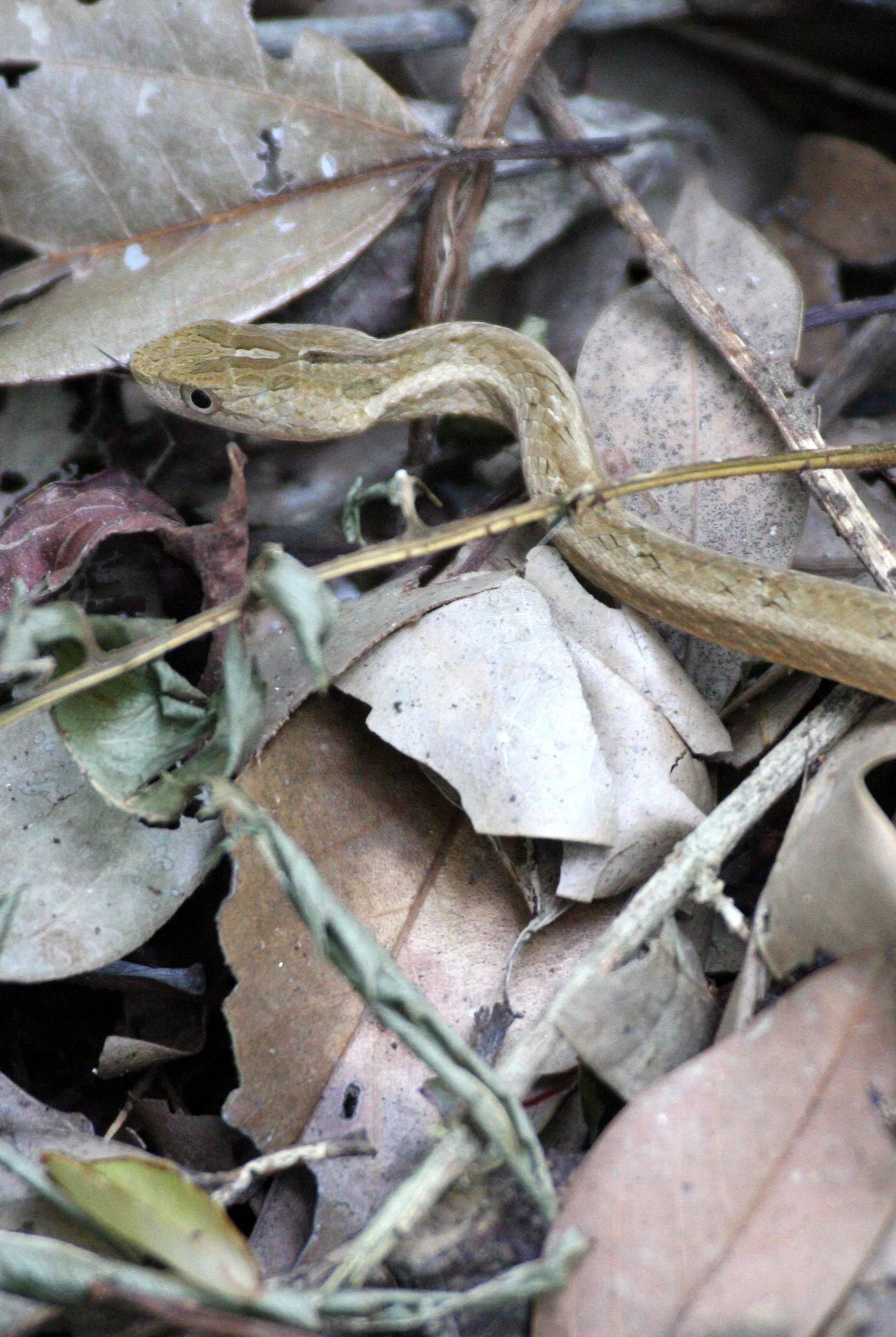 REPTILE - SNAKE - TAIWAN - SUBTROPICAL FOREST (8).JPG