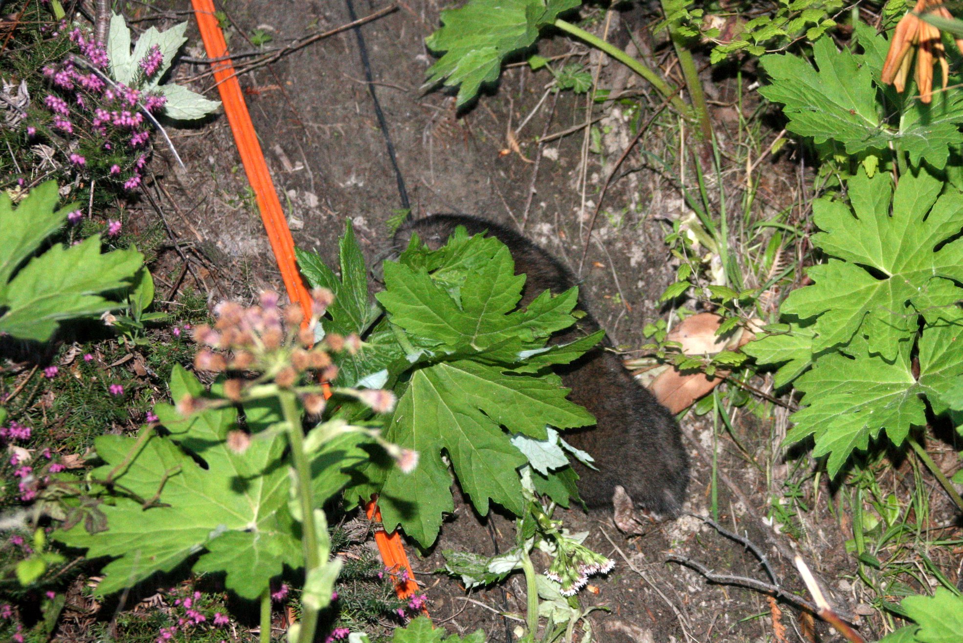 RODENT - MOUNTAIN BEAVER - LAKE FARM WASHINGTON.JPG