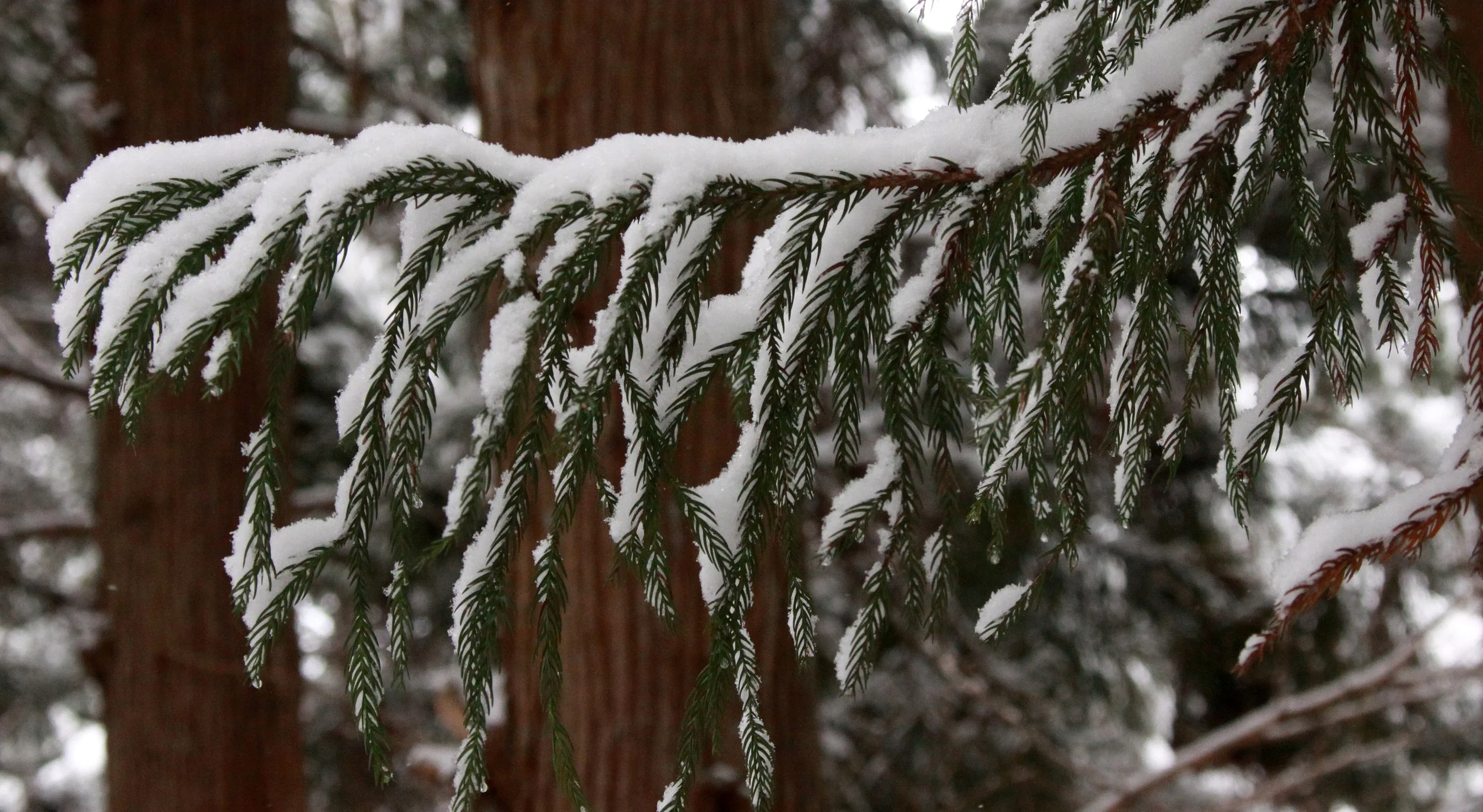 JIGOKUDANI ONSEN - NAGANO PREFECTURE JAPAN - FOREST SCENCES (22).JPG