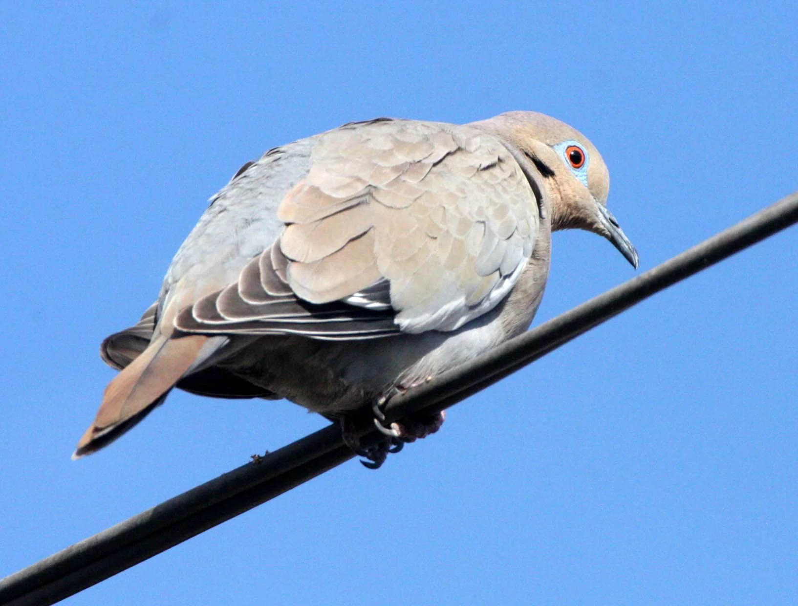 White-winged Dove (Zenaida asiatica) Loreto Baja Mexico (1).JPG
