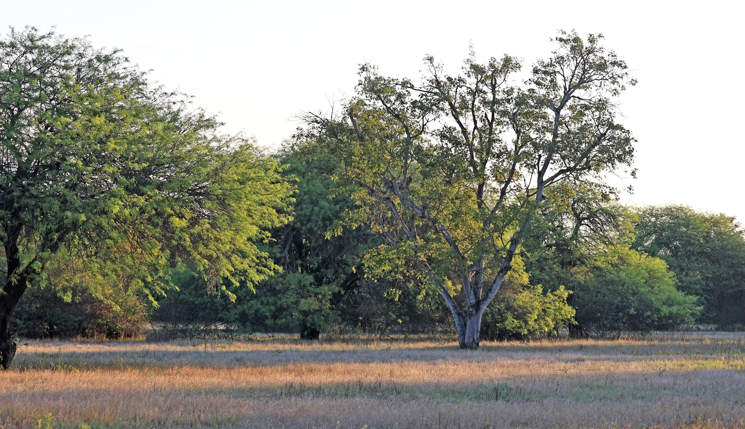 Reserva Nueland  Selva Serena (24).jpg