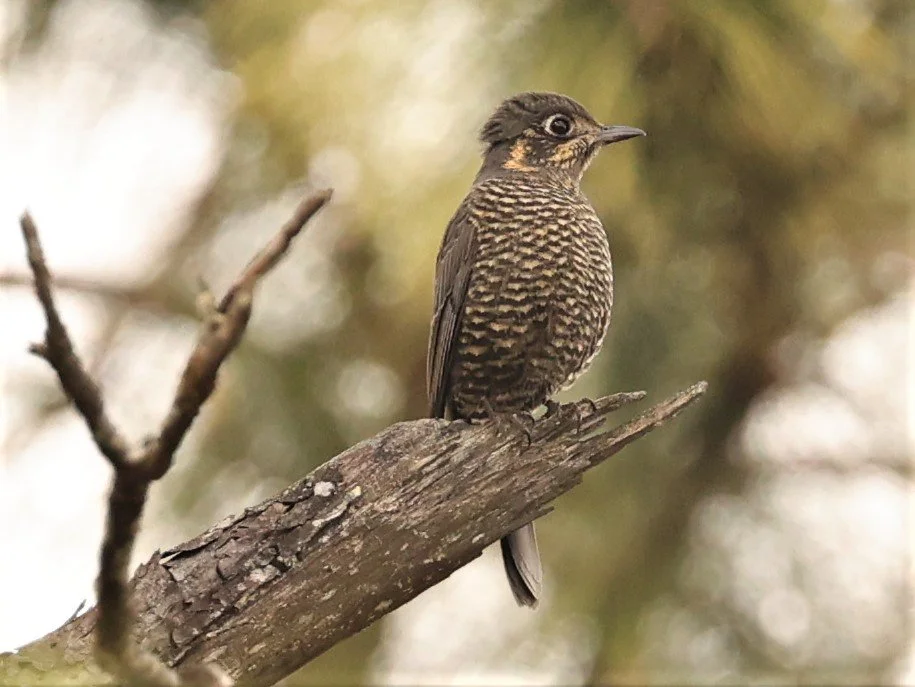 ROCK-THRUSH - CHESTNUT-BELLIED ROCK-THRUSH - Monticola rufiventris - KIEW LOM CAMPGROUND, DOI PHA HOM POK NATIONAL PARK CHIANG MAI (16).jpg