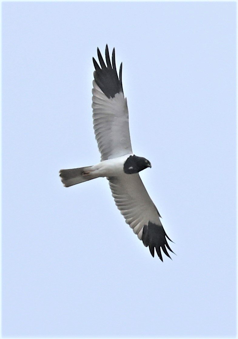 HARRIER - PIED HARRIER - Circus melanoleucos - YONOK CHIANG SAEN CHIANG RAI - ROOST Feb 2022 (36).jpg