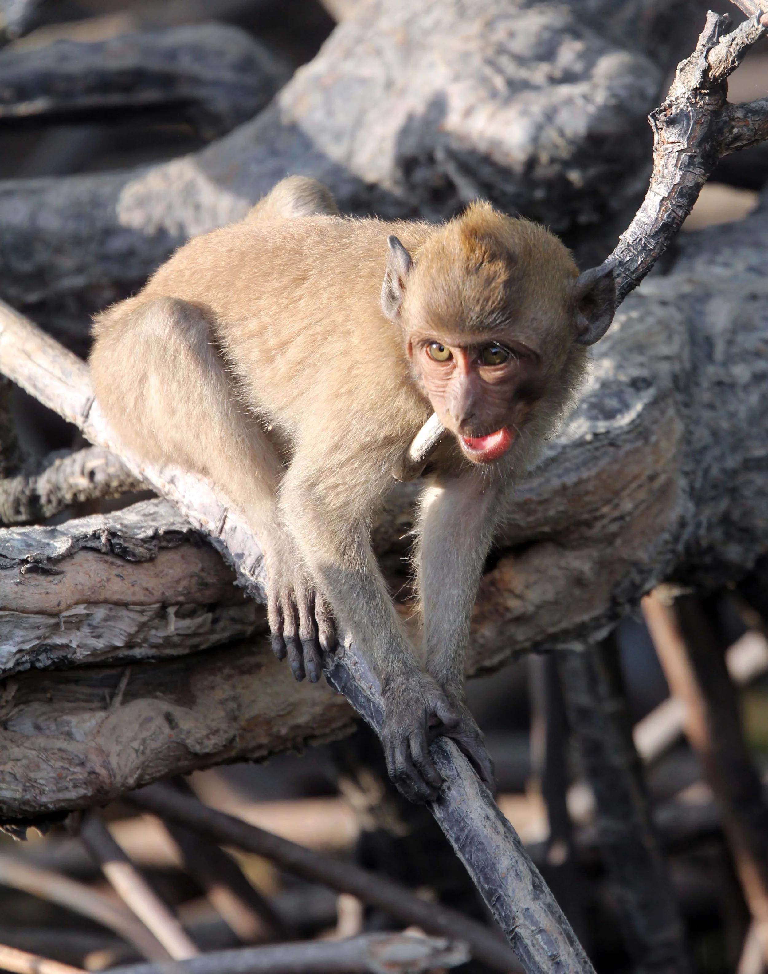 CERCOPITHECIDAE - Macaca fascicularis - LONG-TAILED MACAQUE - KAROS ISLAND - AO LUEK - KRABI (18).JPG