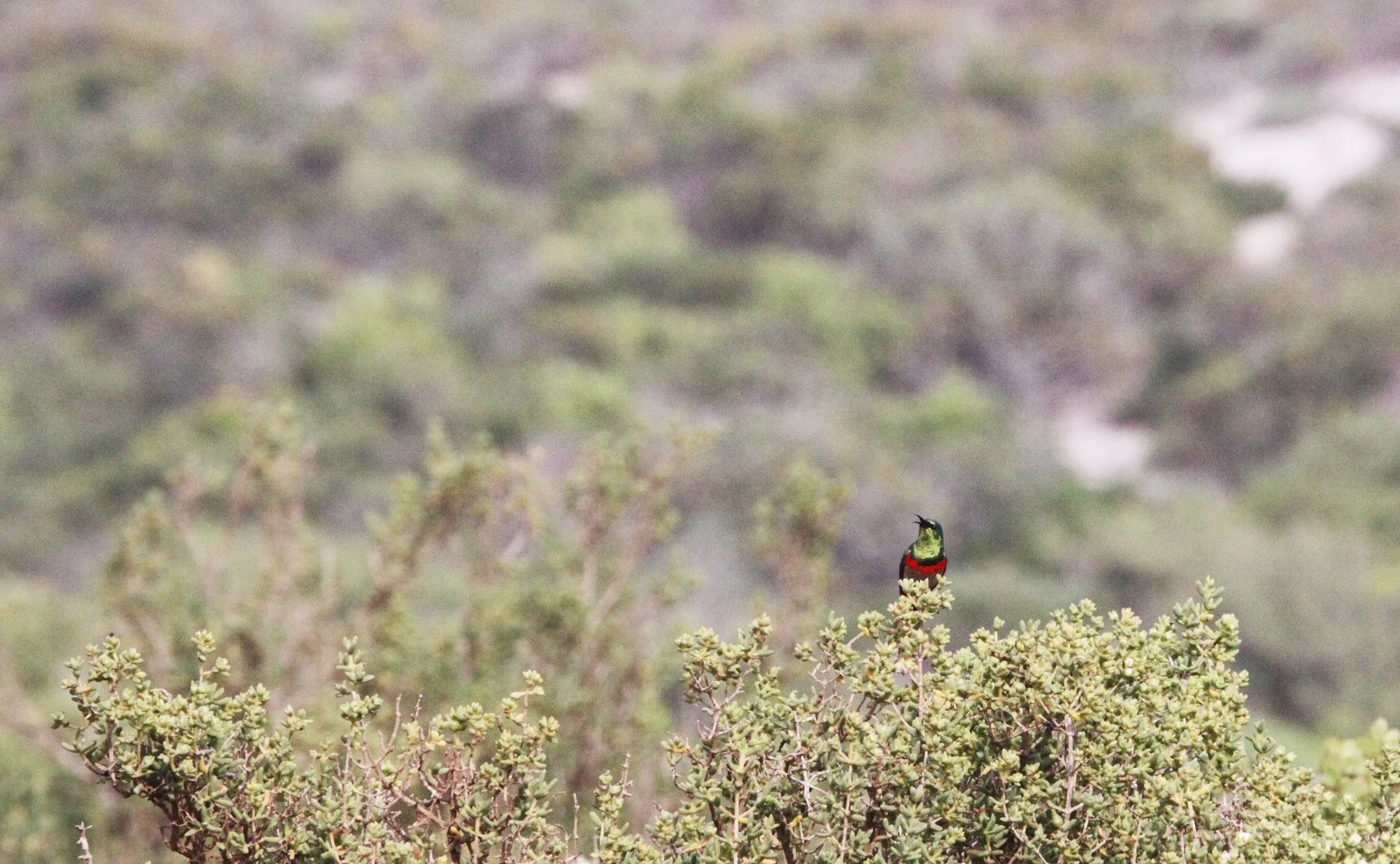 BIRD - SUNBIRD - SOUTHERN LESSER DOUBLE-COLLARED SUNBIRD - LAMBERT'S BAY SOUTH AFRICA.JPG