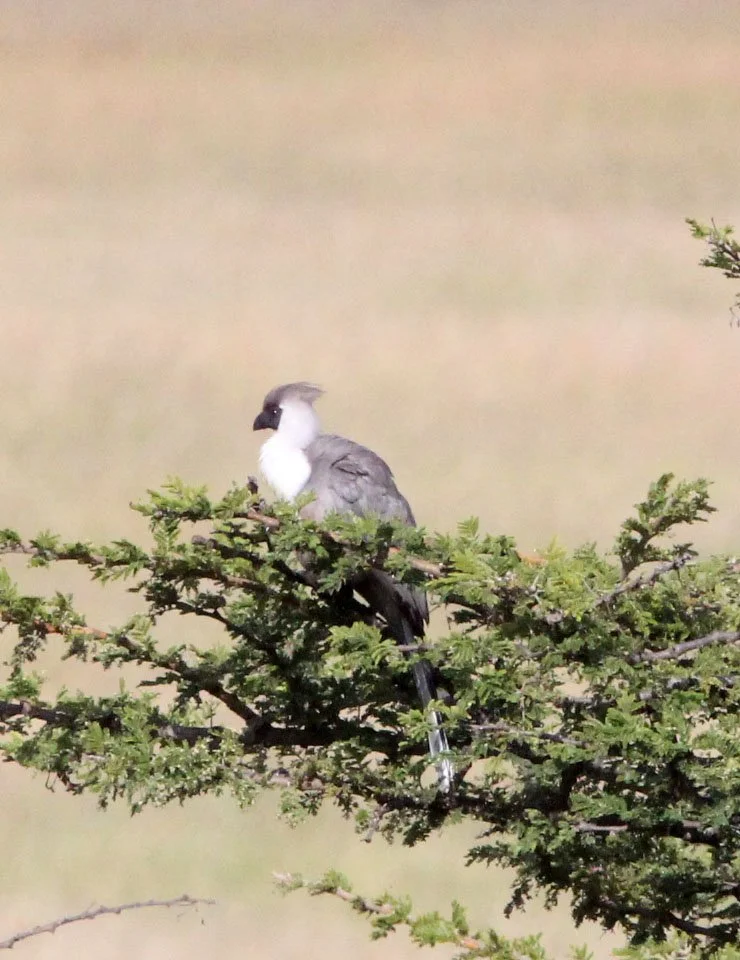 Bare-faced Go-away-bird (Crinifer personatus) Masai Mara NP Kenya (1).JPG
