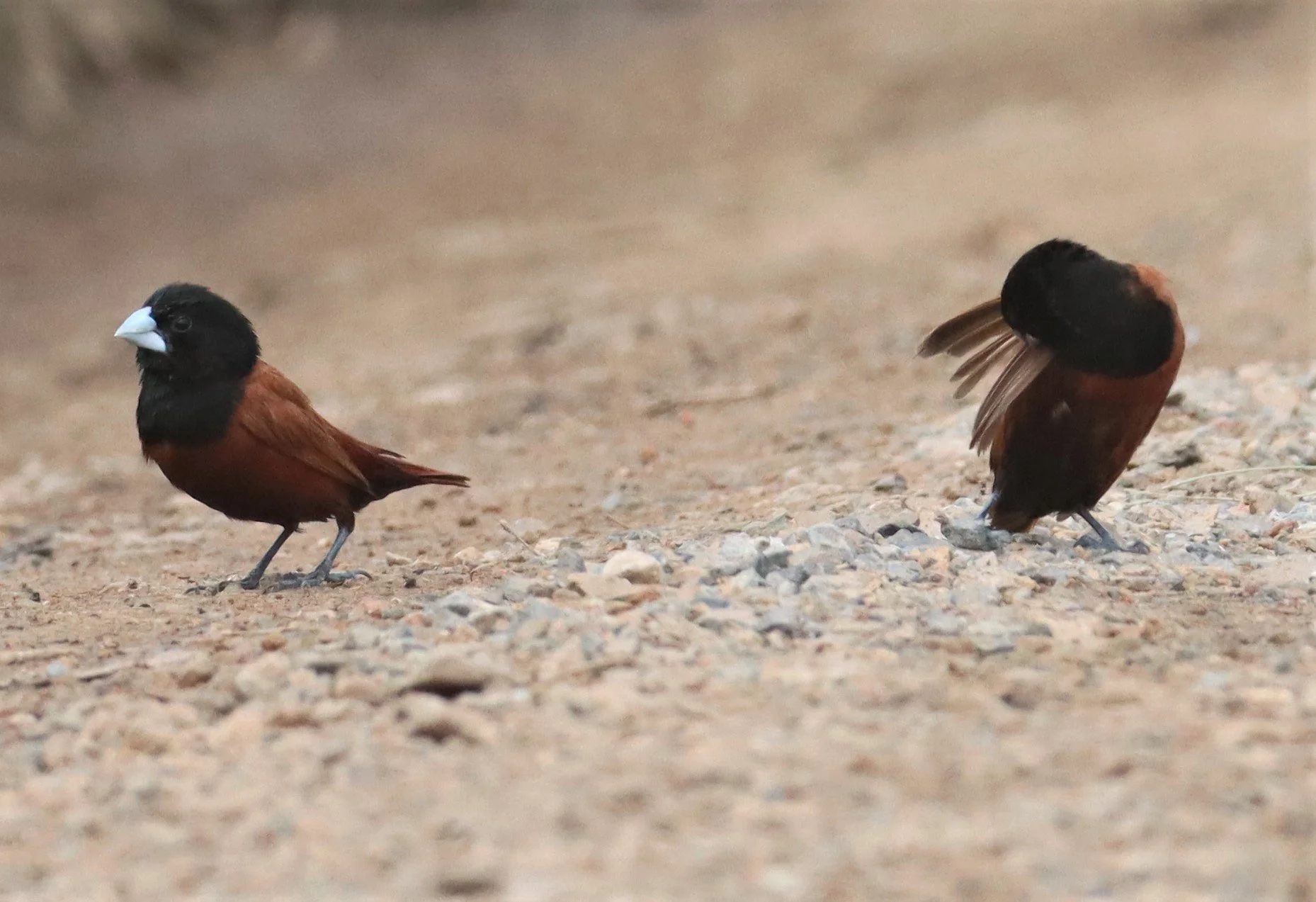 MUNIA - BLACK-HEADED MUNIA - Lonchura malacca -  WITH SCALY-BREASTED MUNIA - THAP YAO RICE FIELDS LAT KRABANG JUNE 2021 (2).jpg