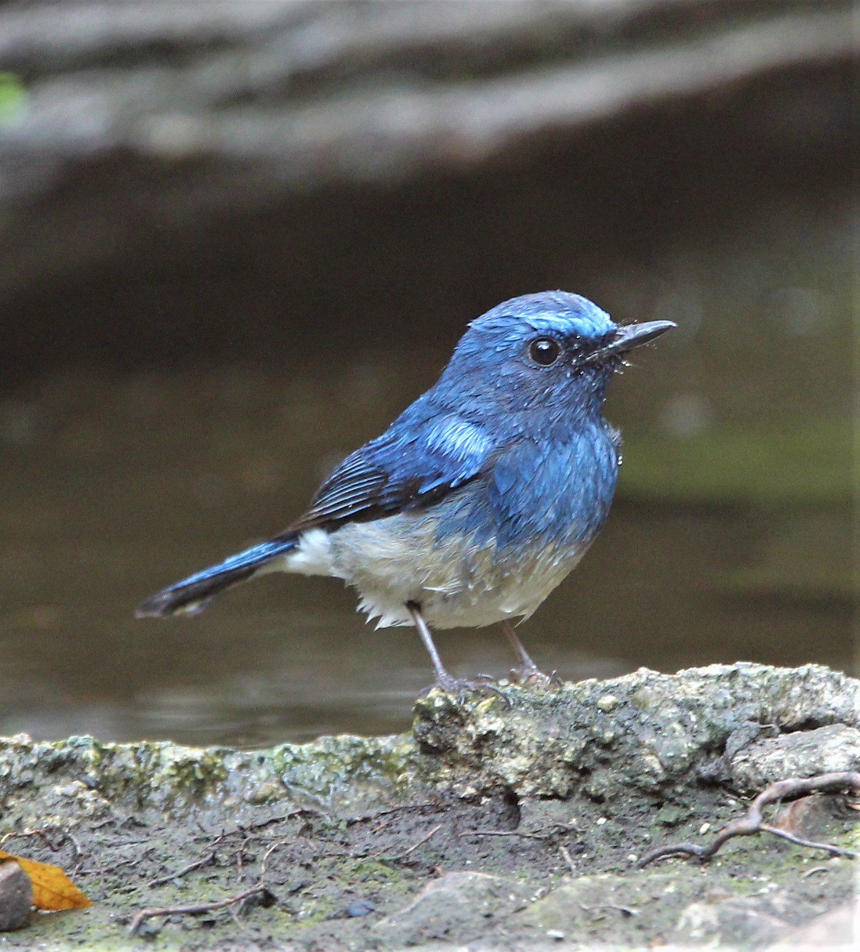 FLYCATCHER - HAINAN BLUE FLYCATCHER - Cyornis hainanus - LUNG SIN HIDE, KAENG KRACHAN AREA J (10).jpg