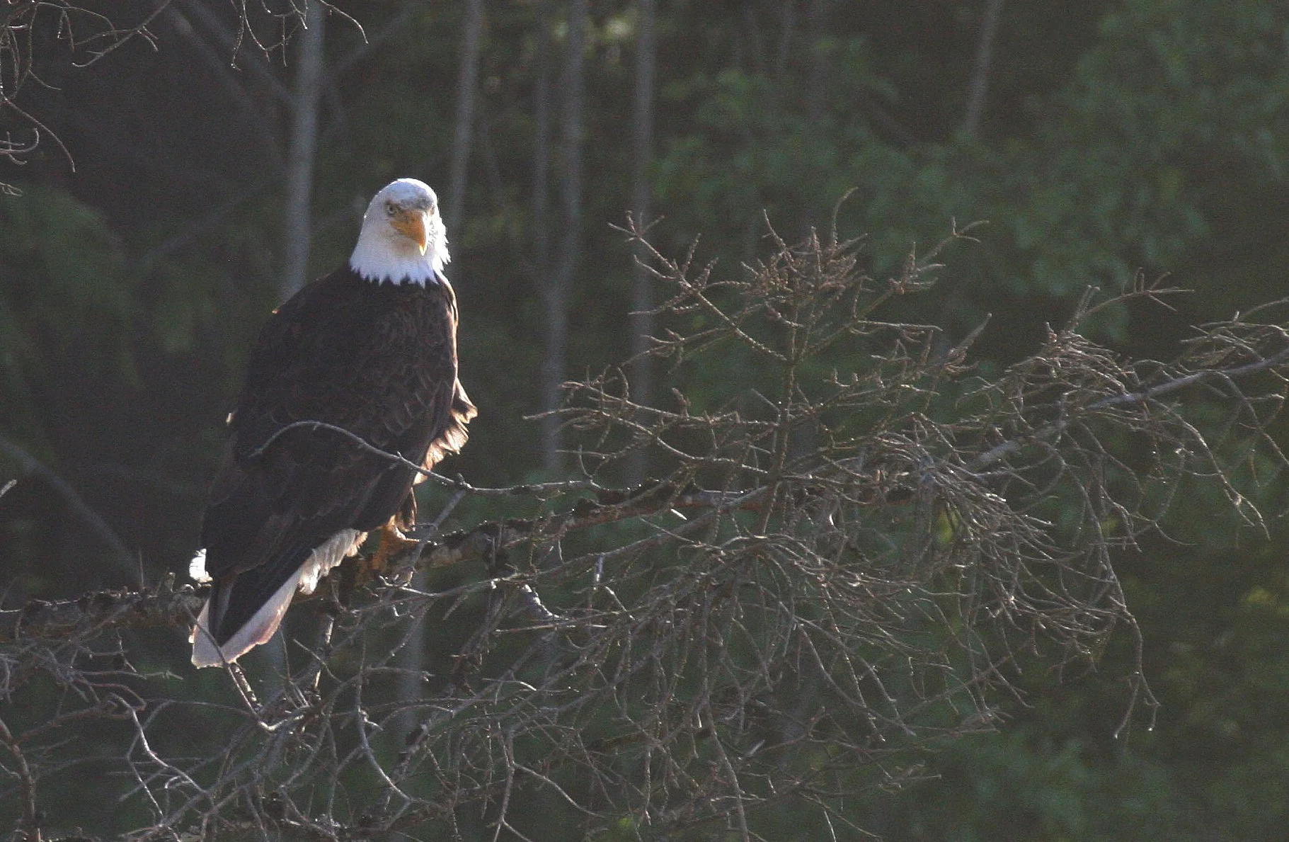 Haliaeetus leucocephalus - AMERICAN BALD EAGLE - LAKE FARM BLUFFS WASHINGTON (137).JPG