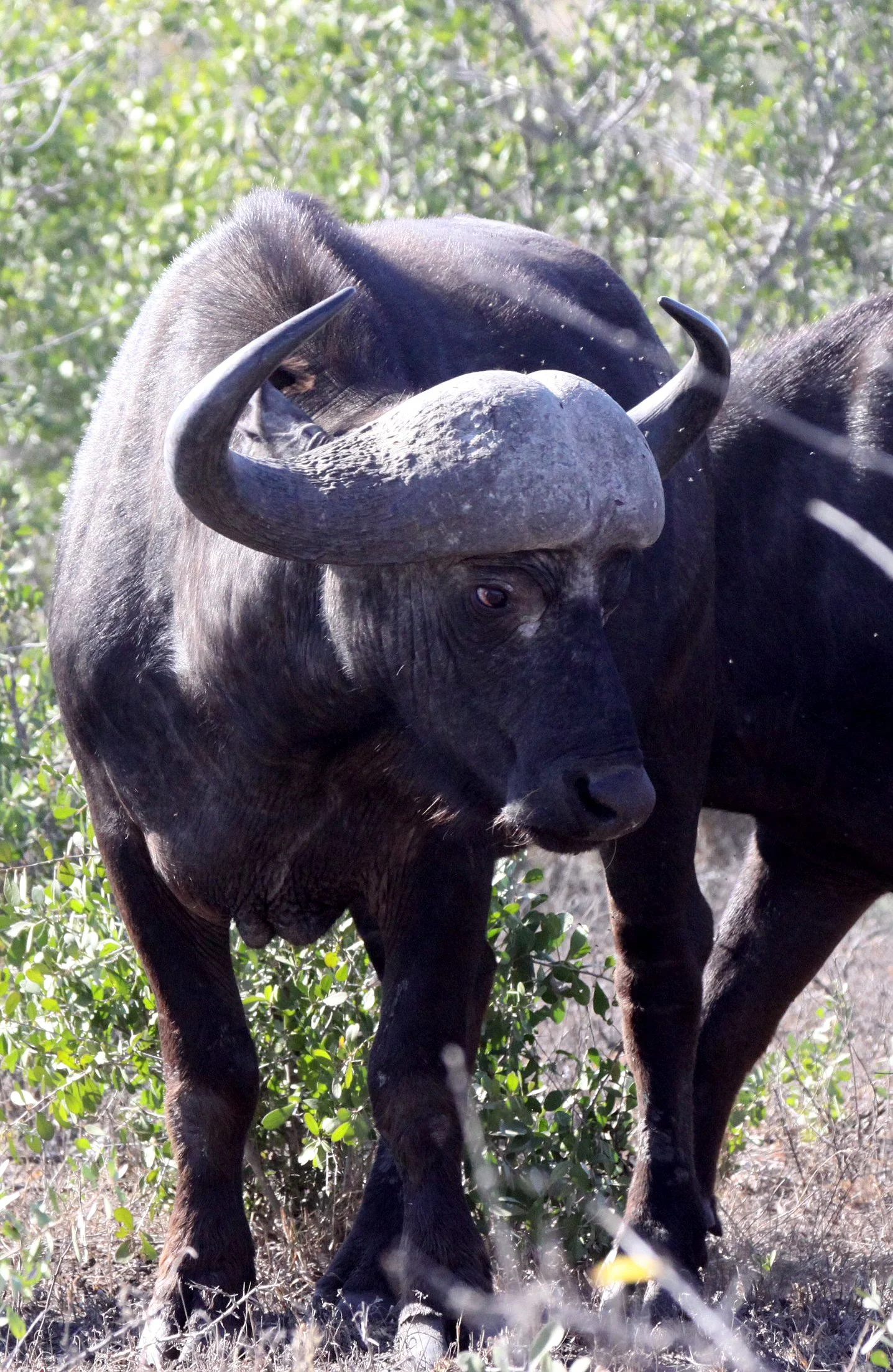 BUFFALO - CAPE BUFFALO - Syncerus caffer - KRUGER NATIONAL PARK SOUTH AFRICA (3).JPG
