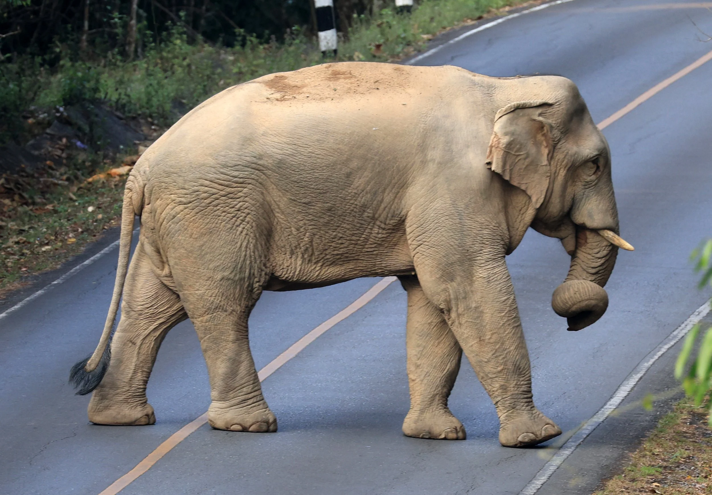 Asian Elephant (Elephas maximus) Khao Yai National Park, Thailand (85).jpg