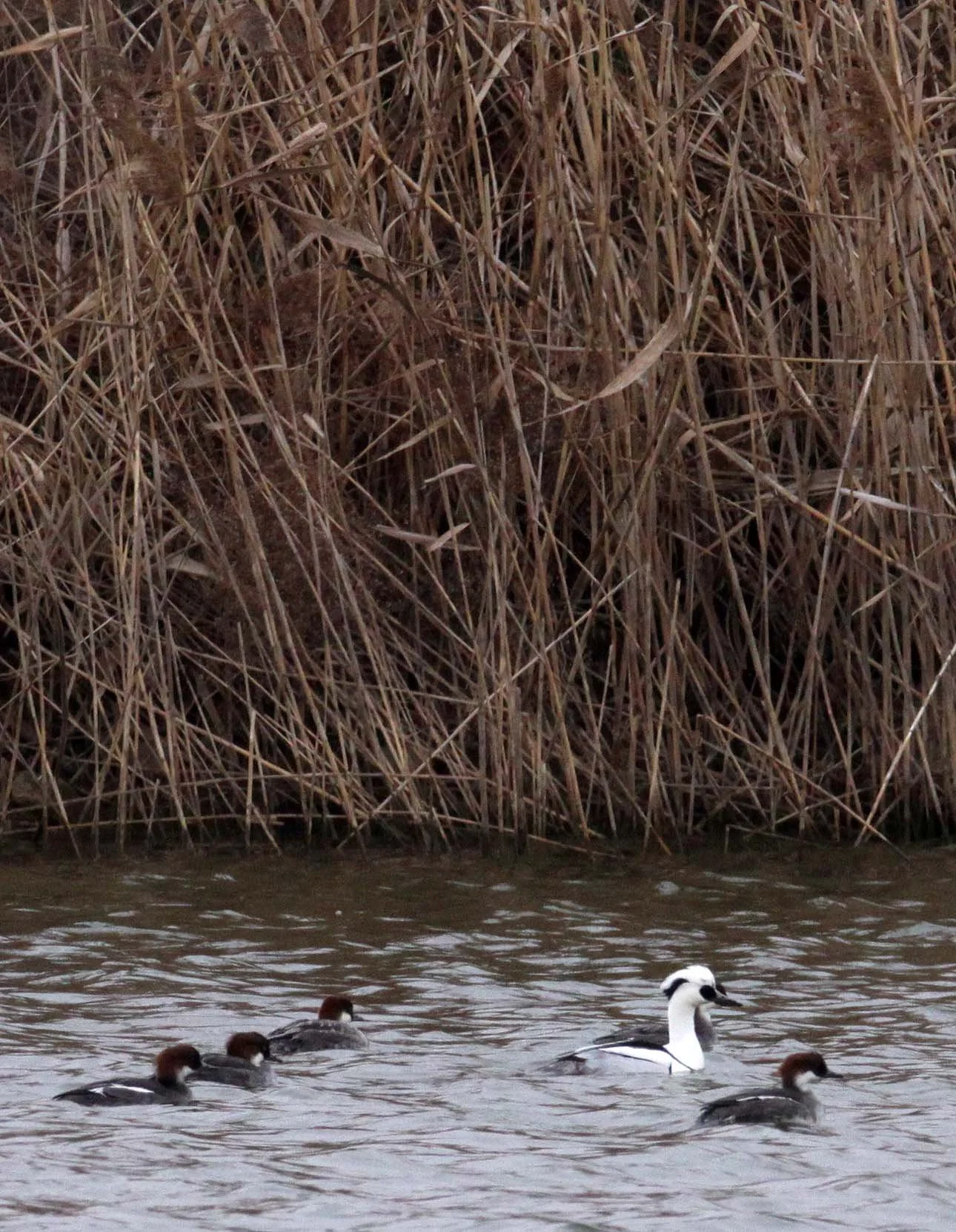 SMEW - Mergellus albellus - YANCHENG CHINA (15).JPG