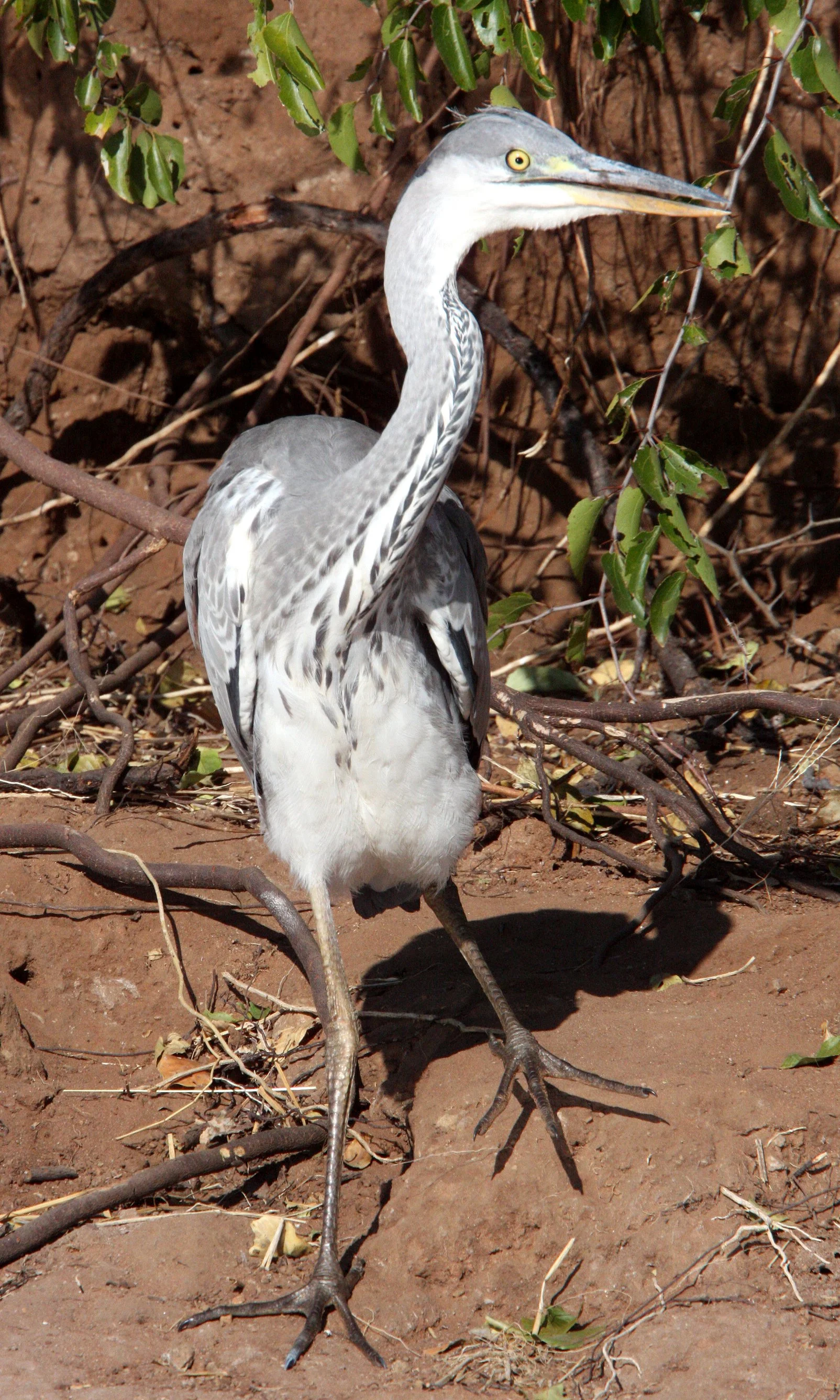 HERON - GREY HERON - Ardea cinerea - CHOBE NATIONAL PARK BOTSWANA (3).JPG