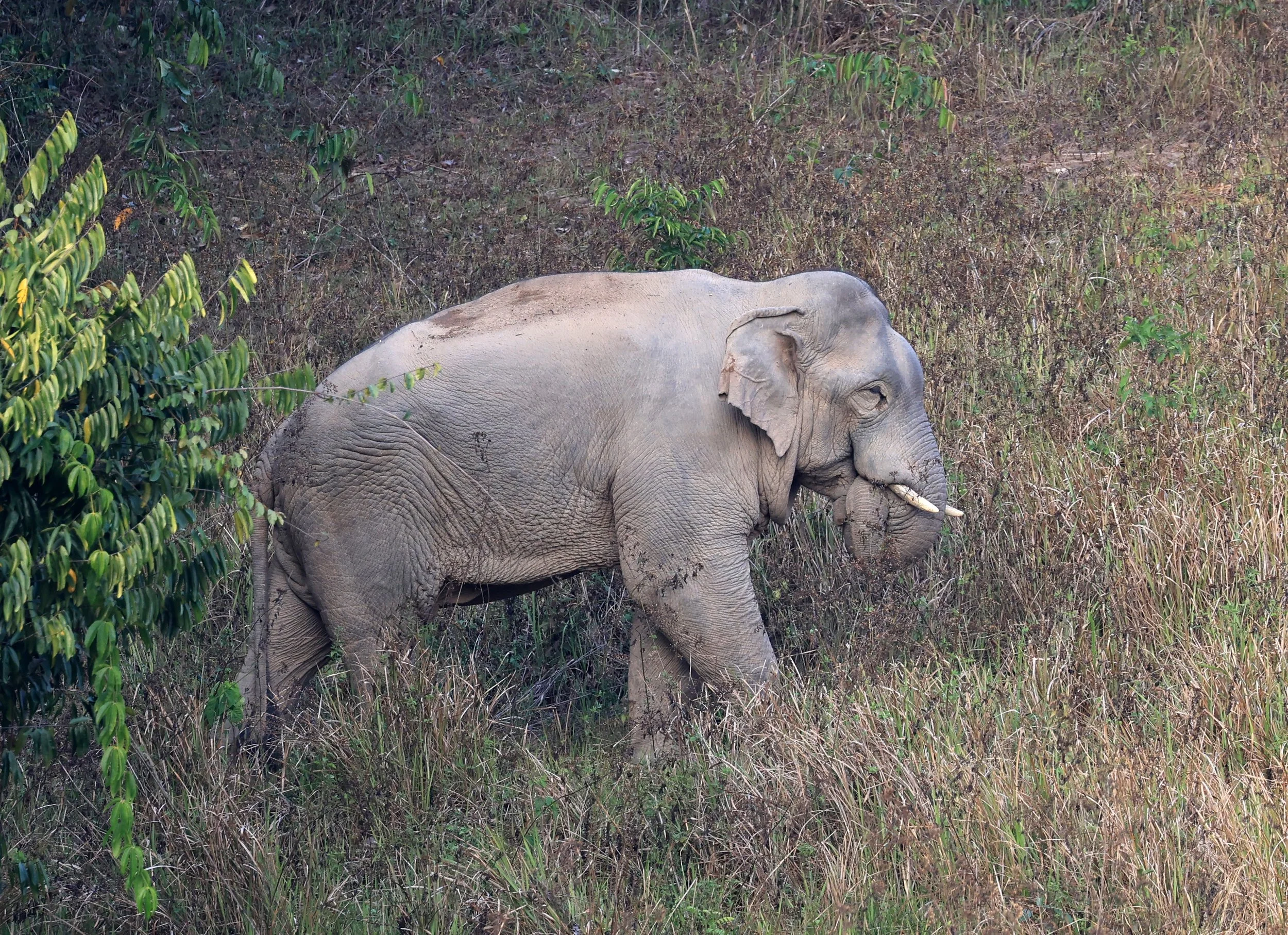 Asian Elephant (Elephas maximus) Khao Yai National Park, Thailand (101).jpg