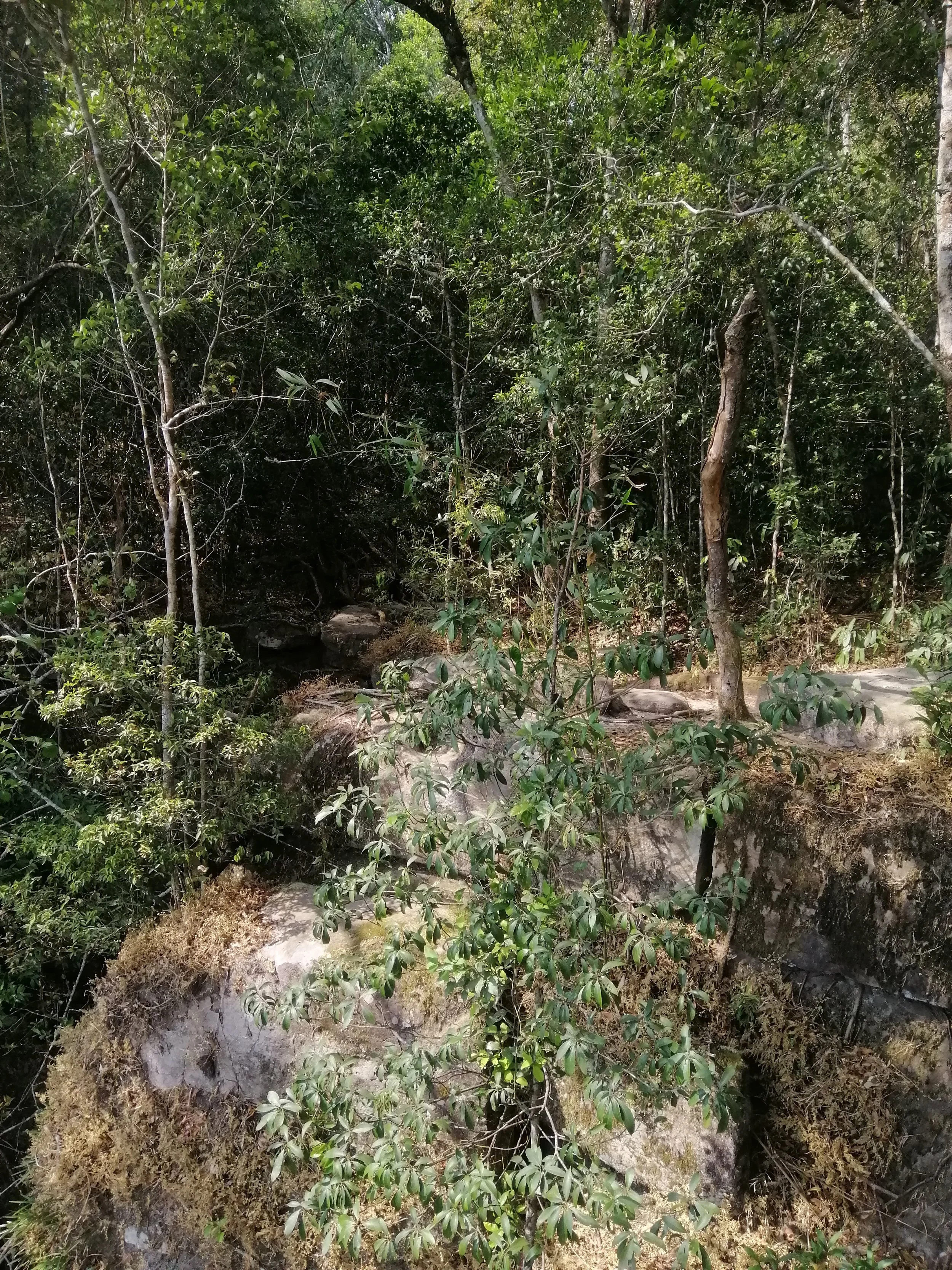 Unlike the drier, lower-elevation forests (200–400 m), the hill evergreen forests are characterized by continuous moisture, which prevents the significant leaf shedding seen in dry evergreen forests. 